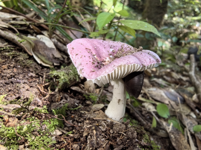 红菇亚属某种