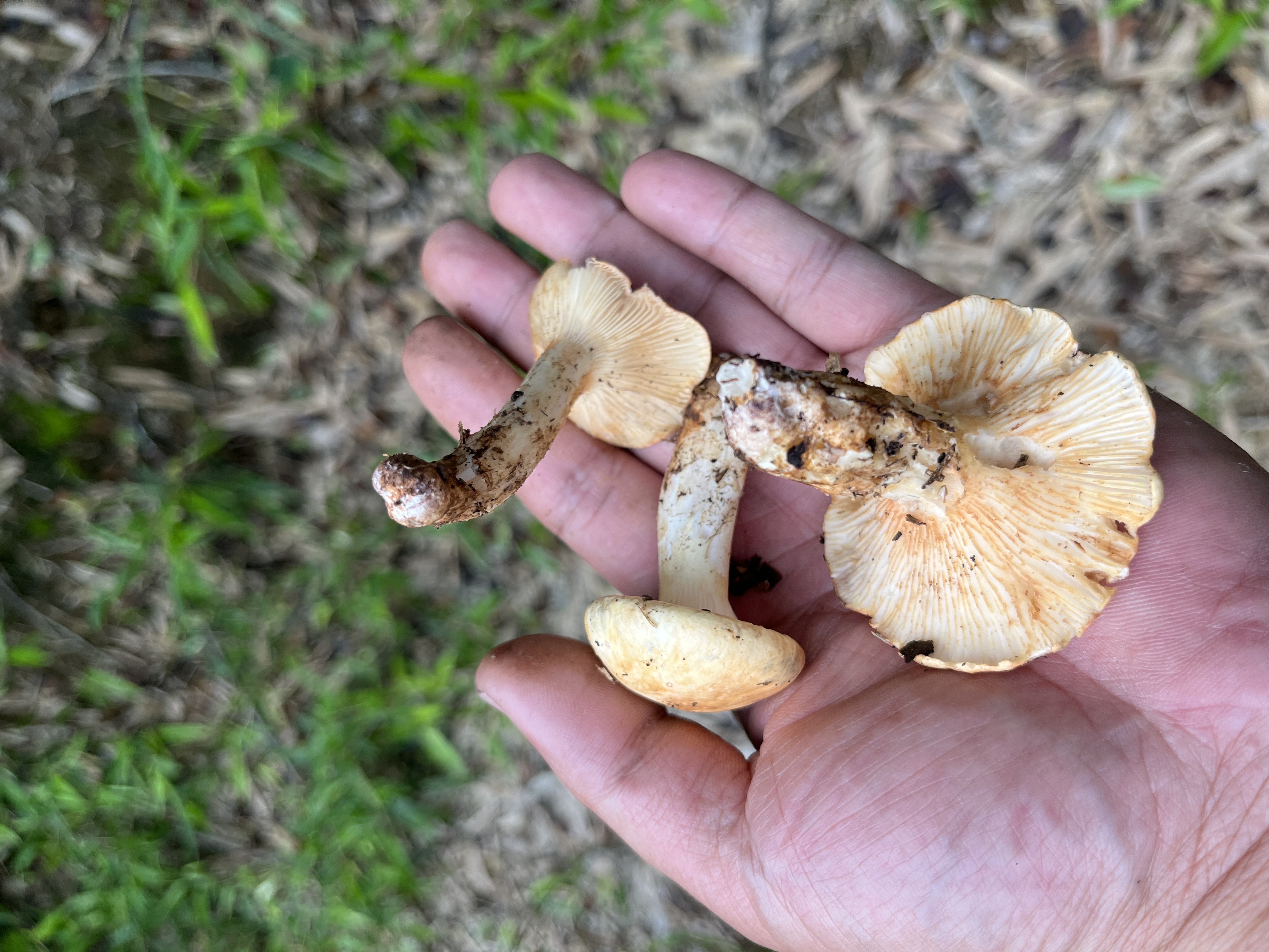 新新刺孢胶鸡油菌