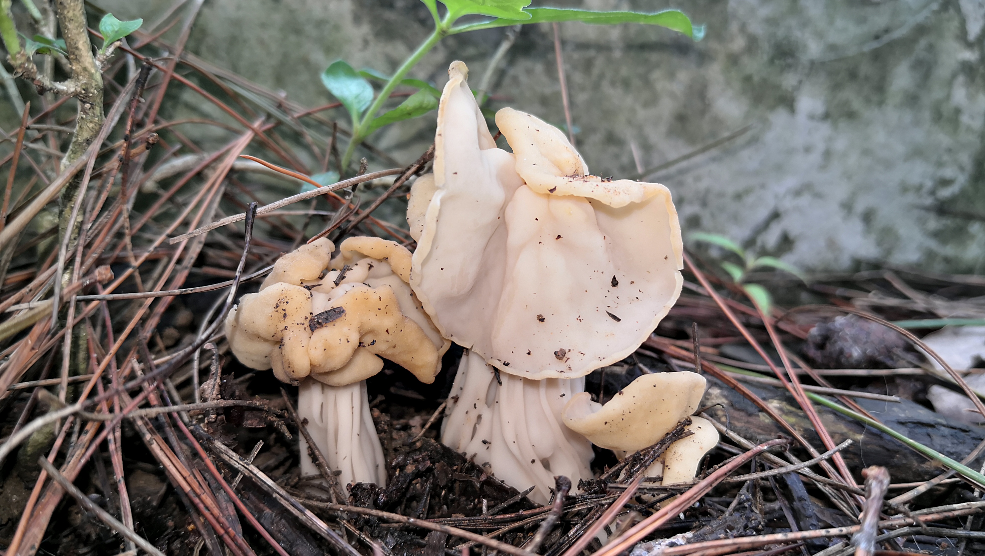 近卷马鞍菌