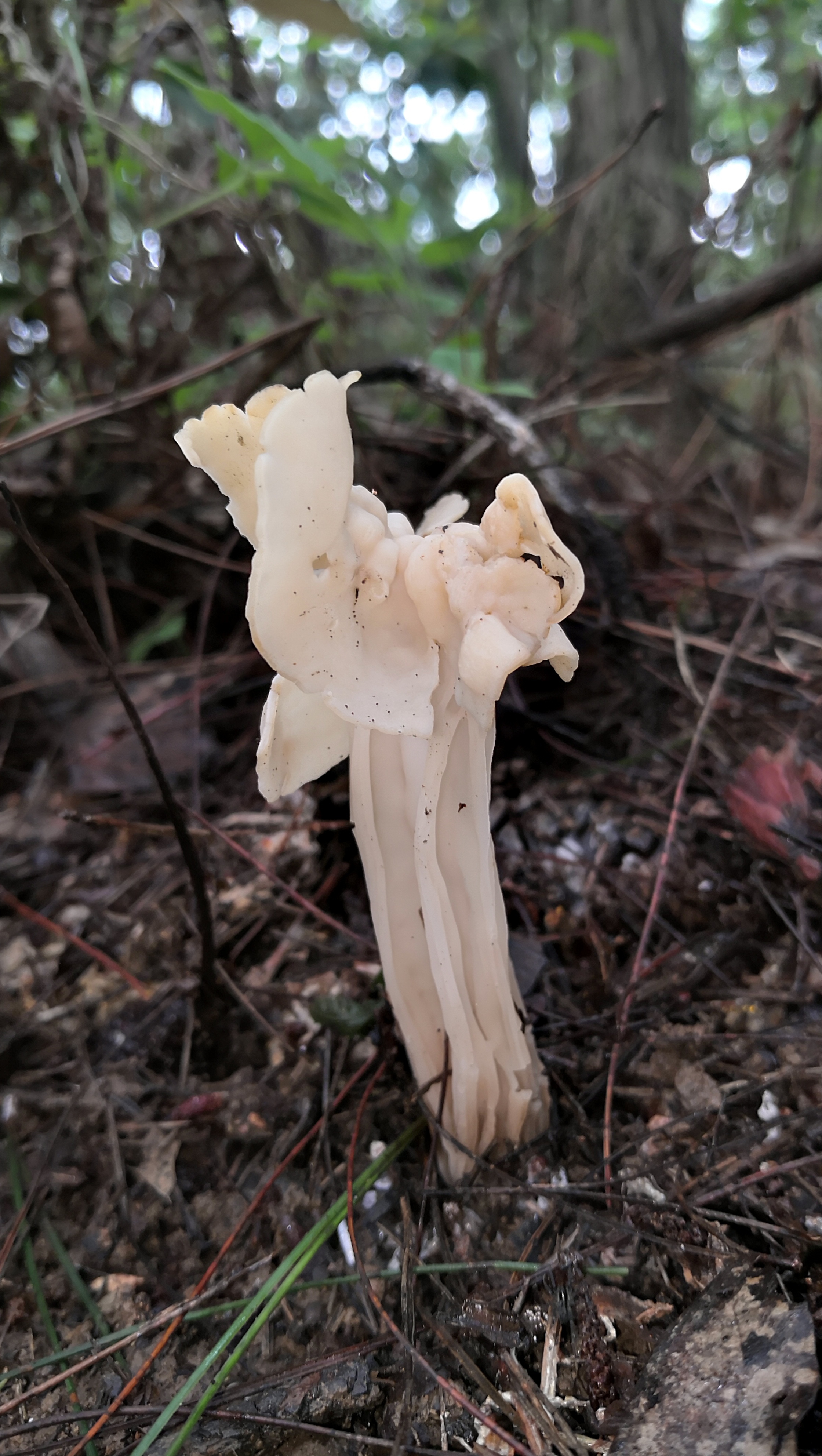 近卷马鞍菌