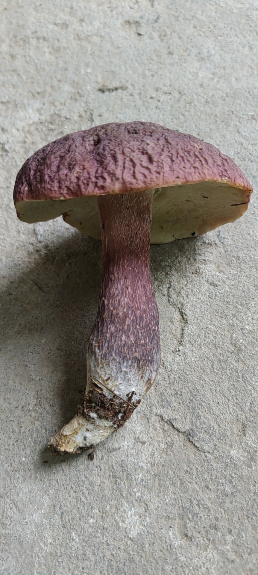 栗紫牛肝菌