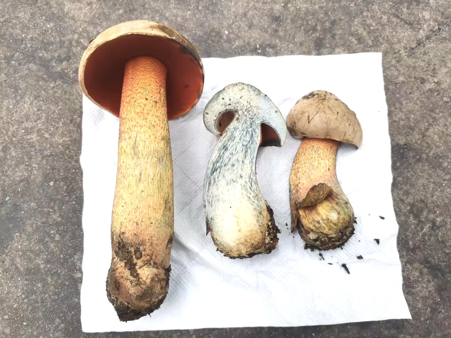 红孔牛肝菌