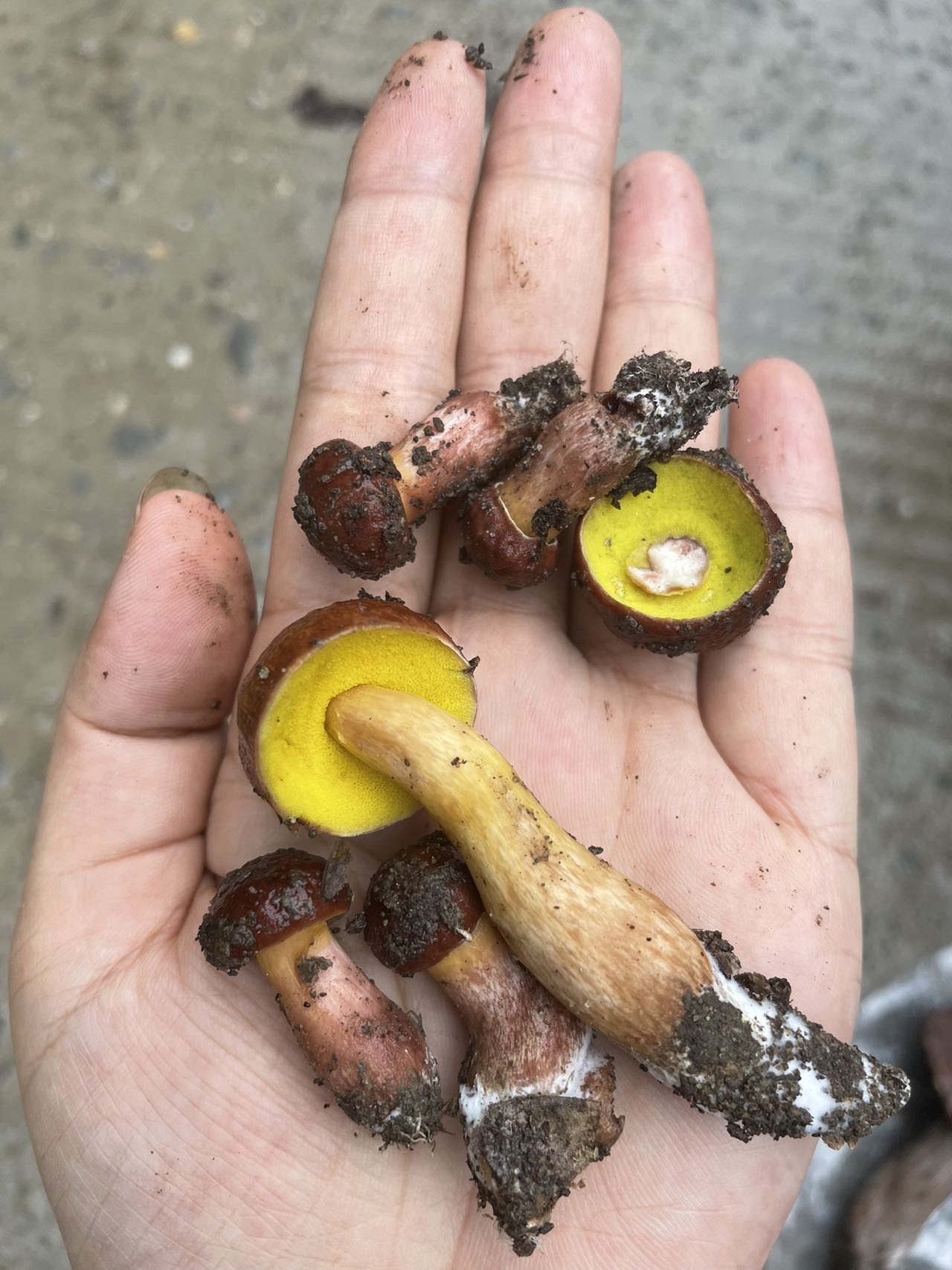 标本照片