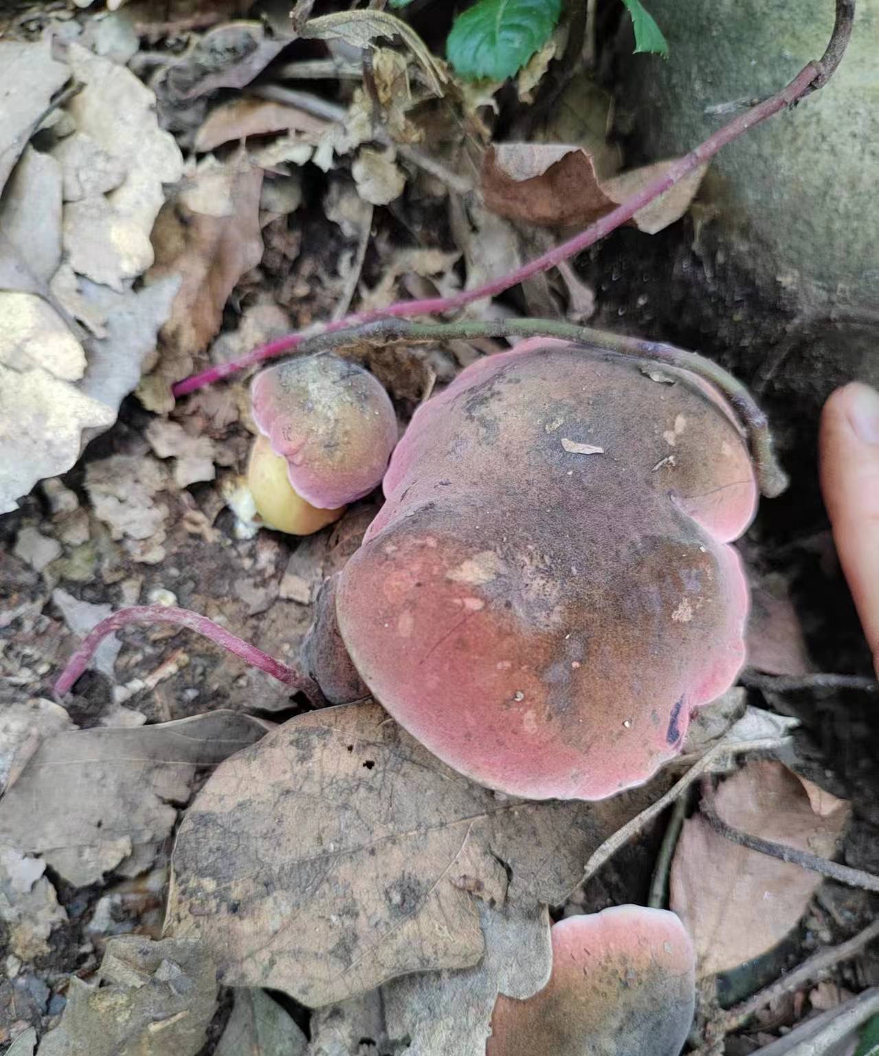 黄肉变蓝牛肝菌