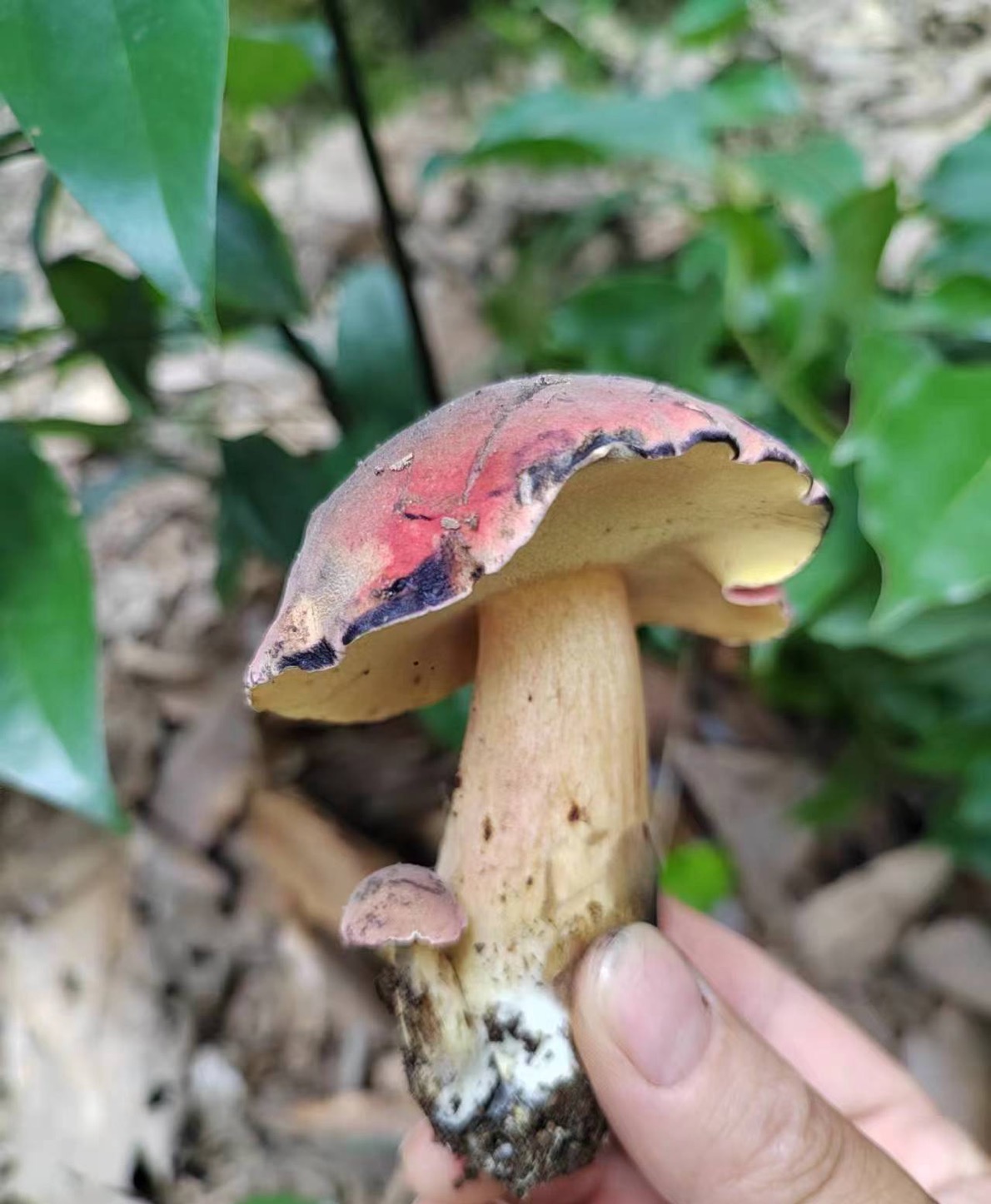 黄肉变蓝牛肝菌