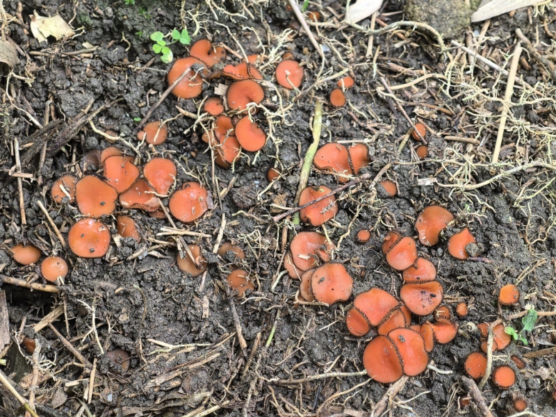盾盘菌