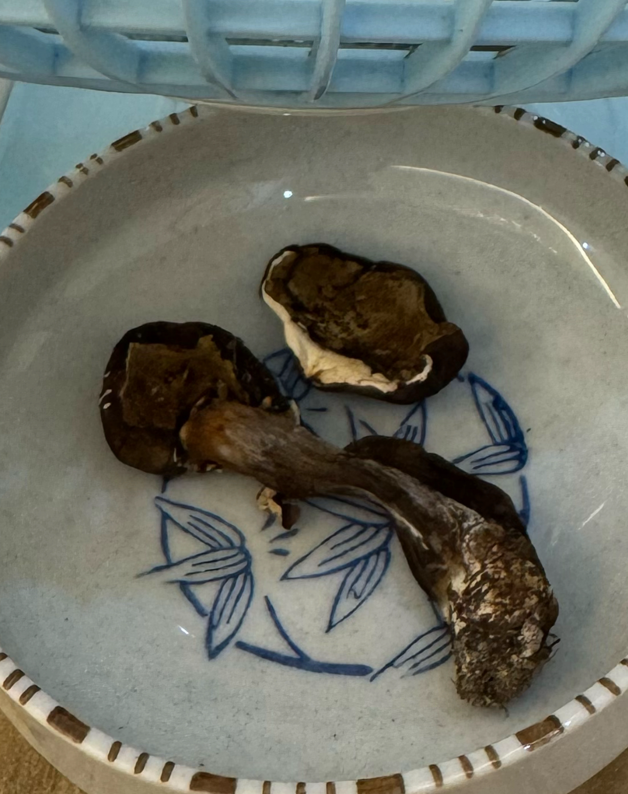 淡酒红粉孢牛肝菌