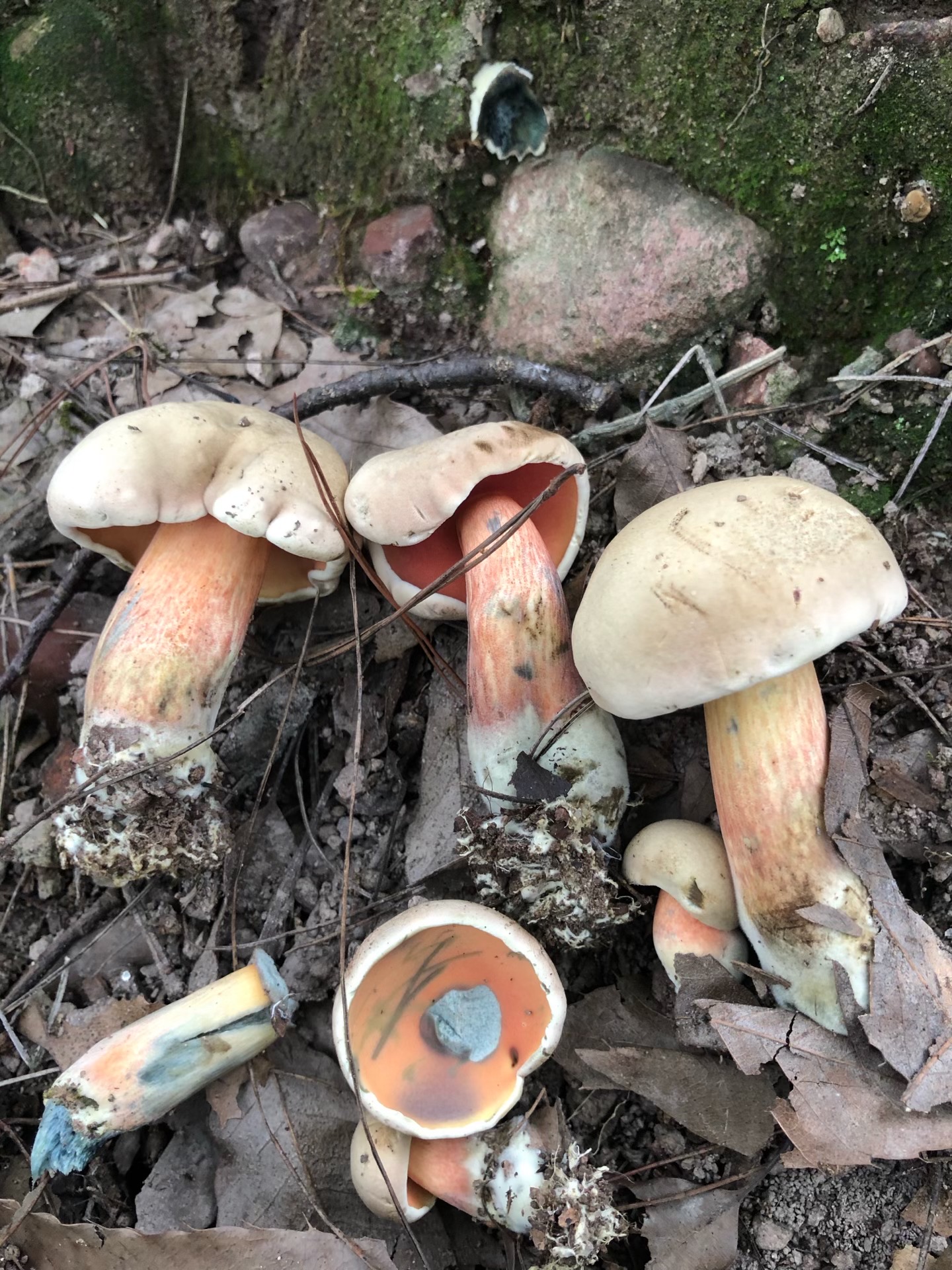 隐纹条孢牛肝菌（分子测序失败，照片鉴定）