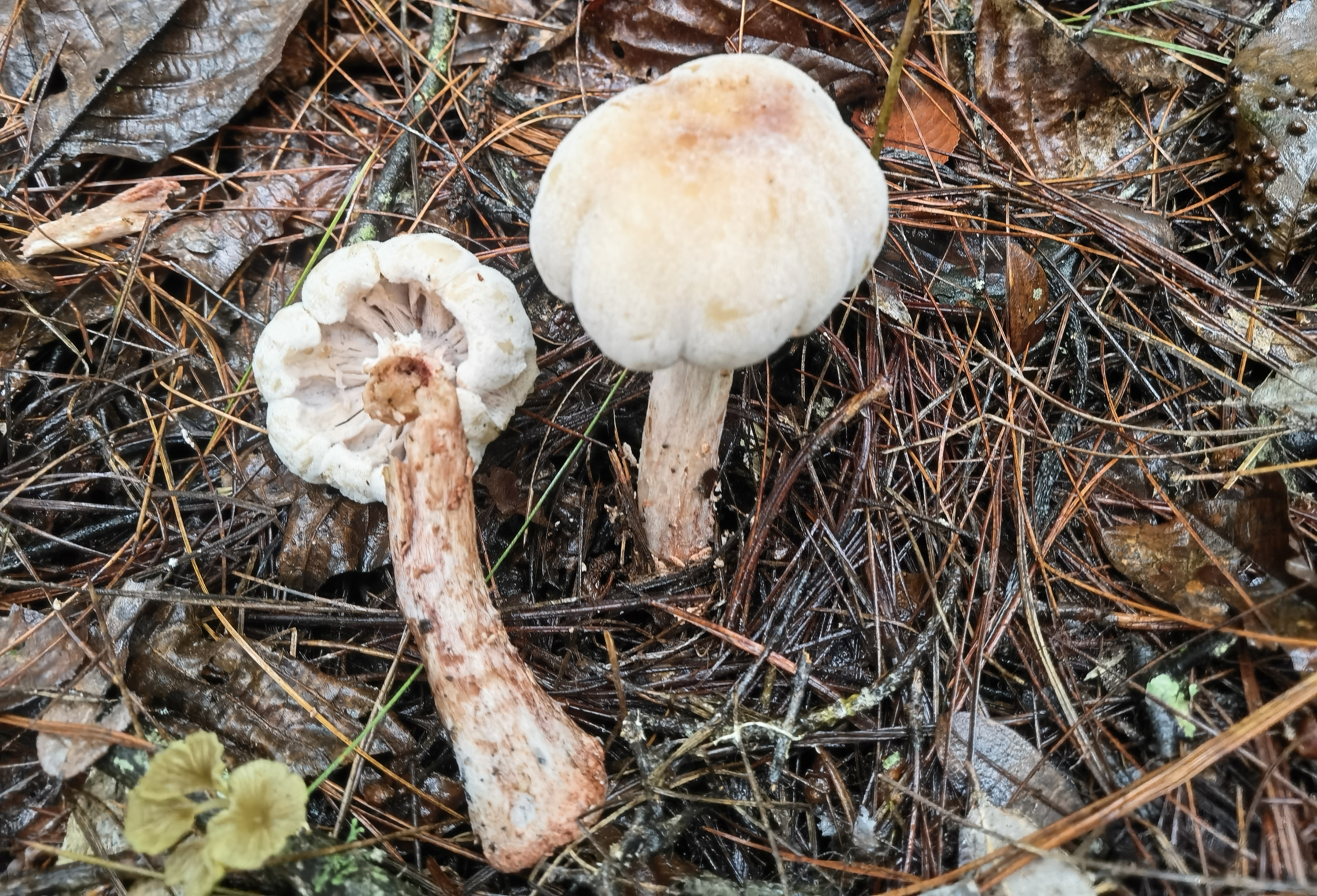 红丝疣孢霉