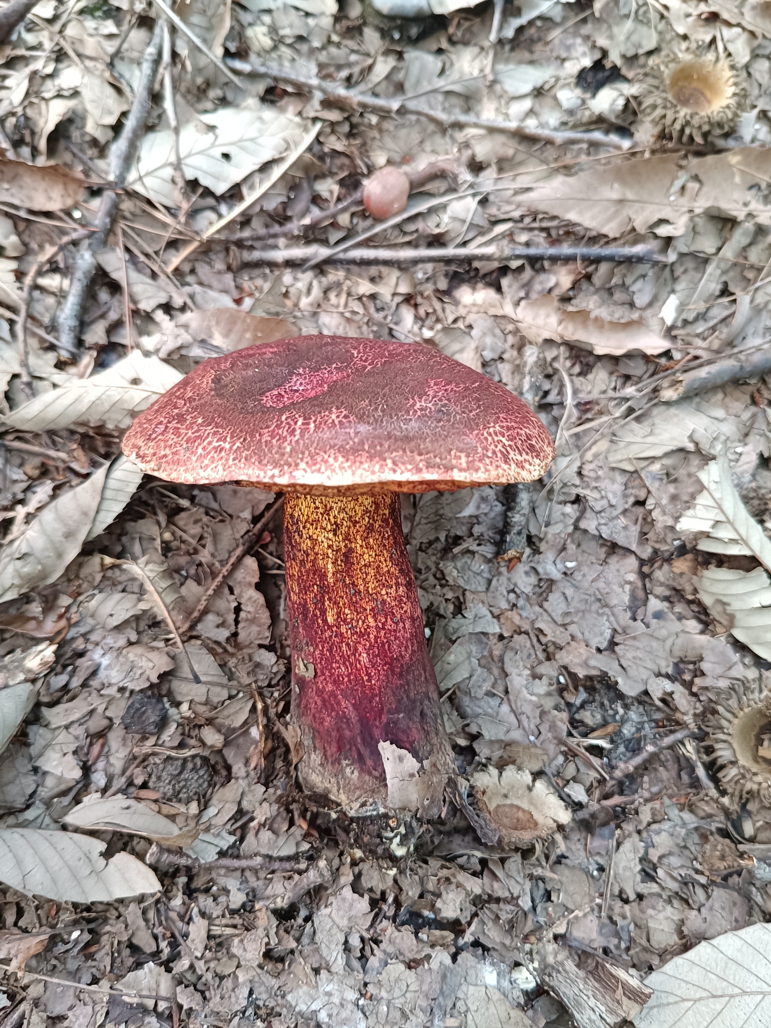 蛇皮红孔牛肝菌