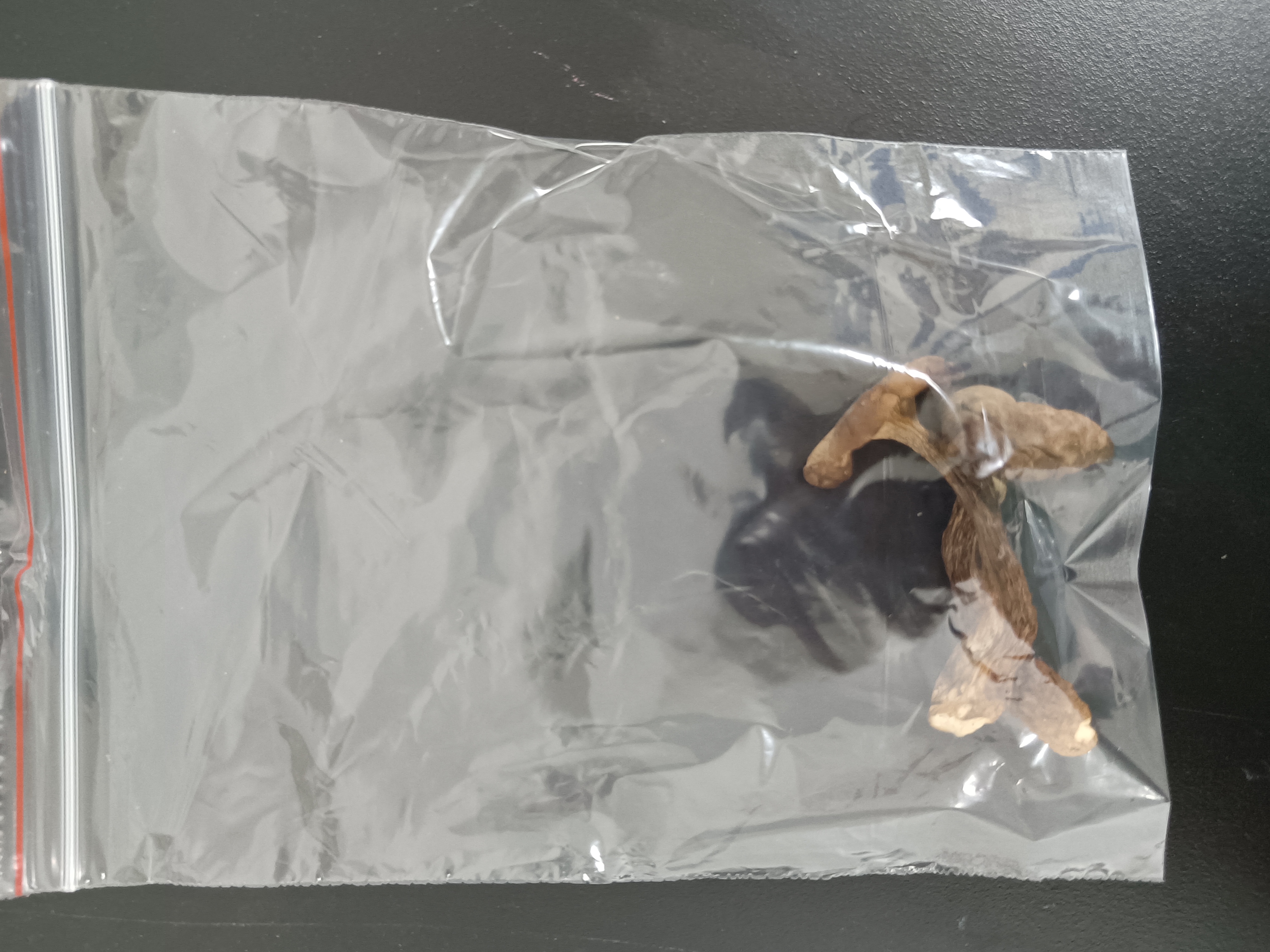标本照片