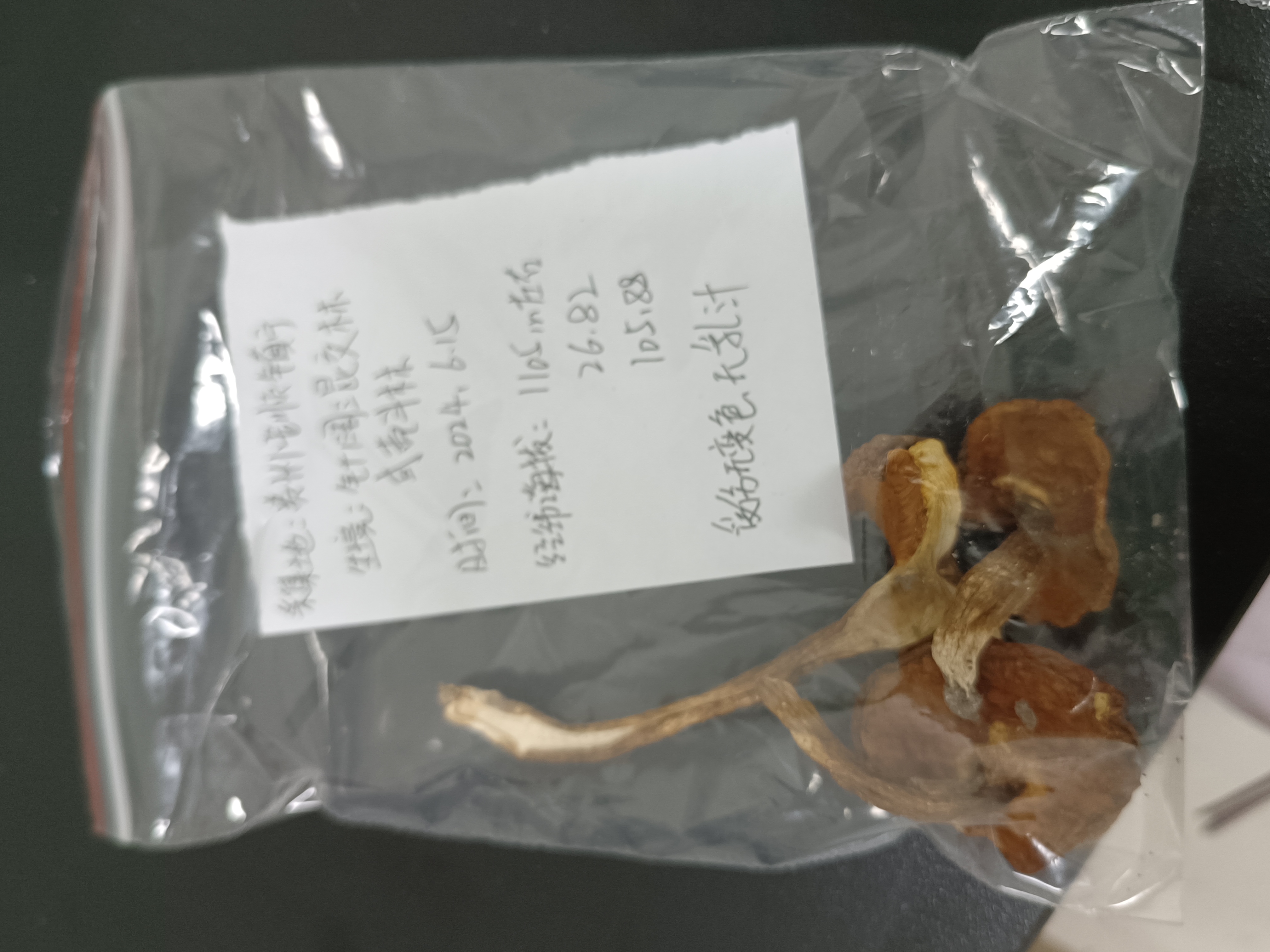 金孢牛肝菌属一种