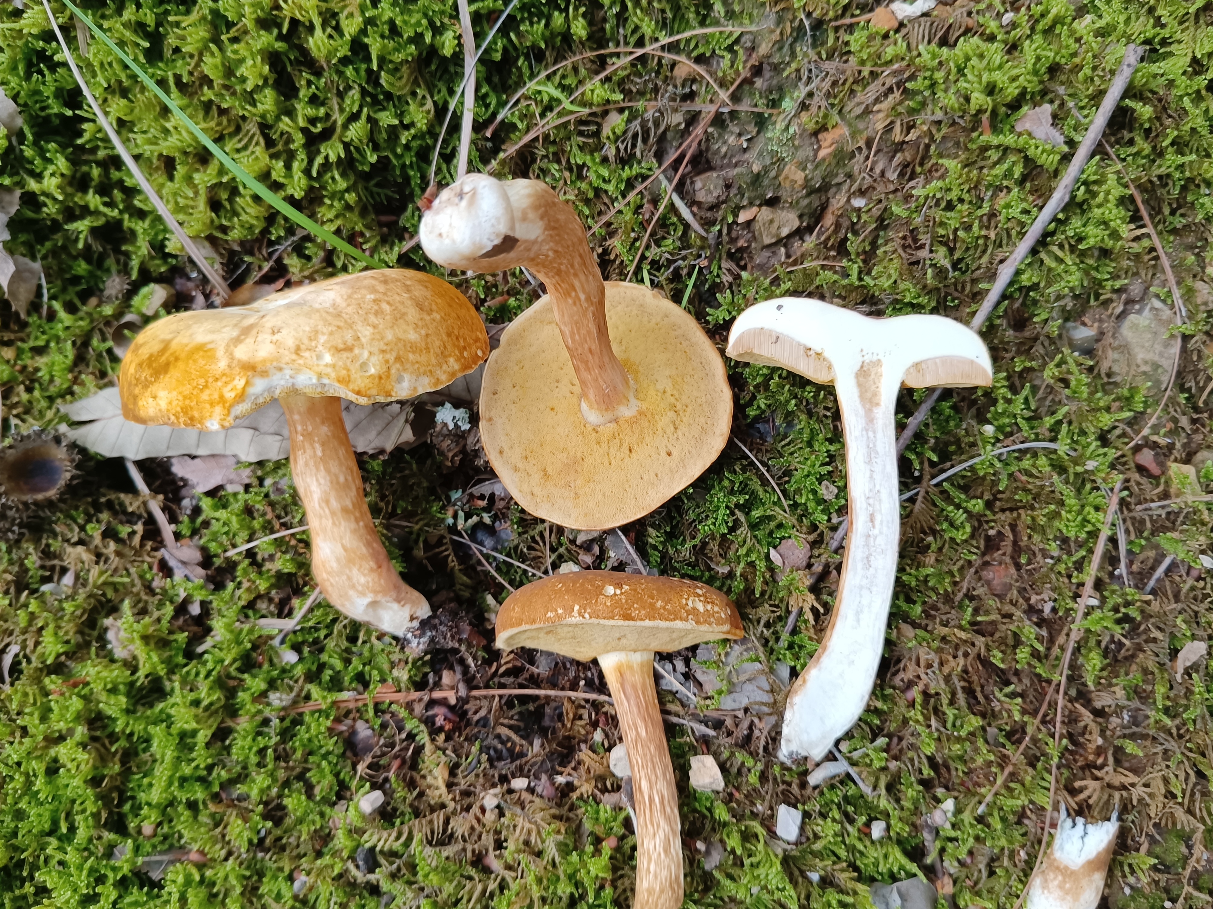 金孢牛肝菌属一种