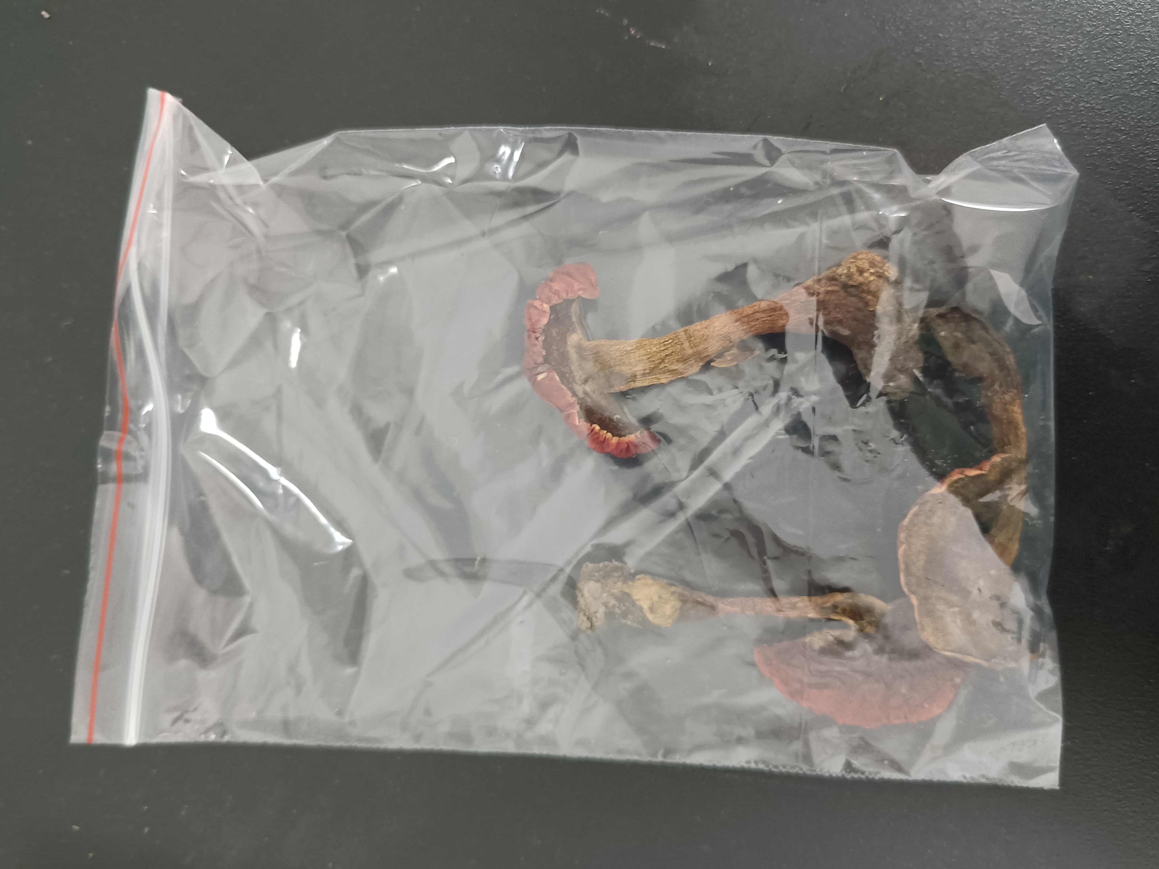 蛇皮红孔牛肝菌