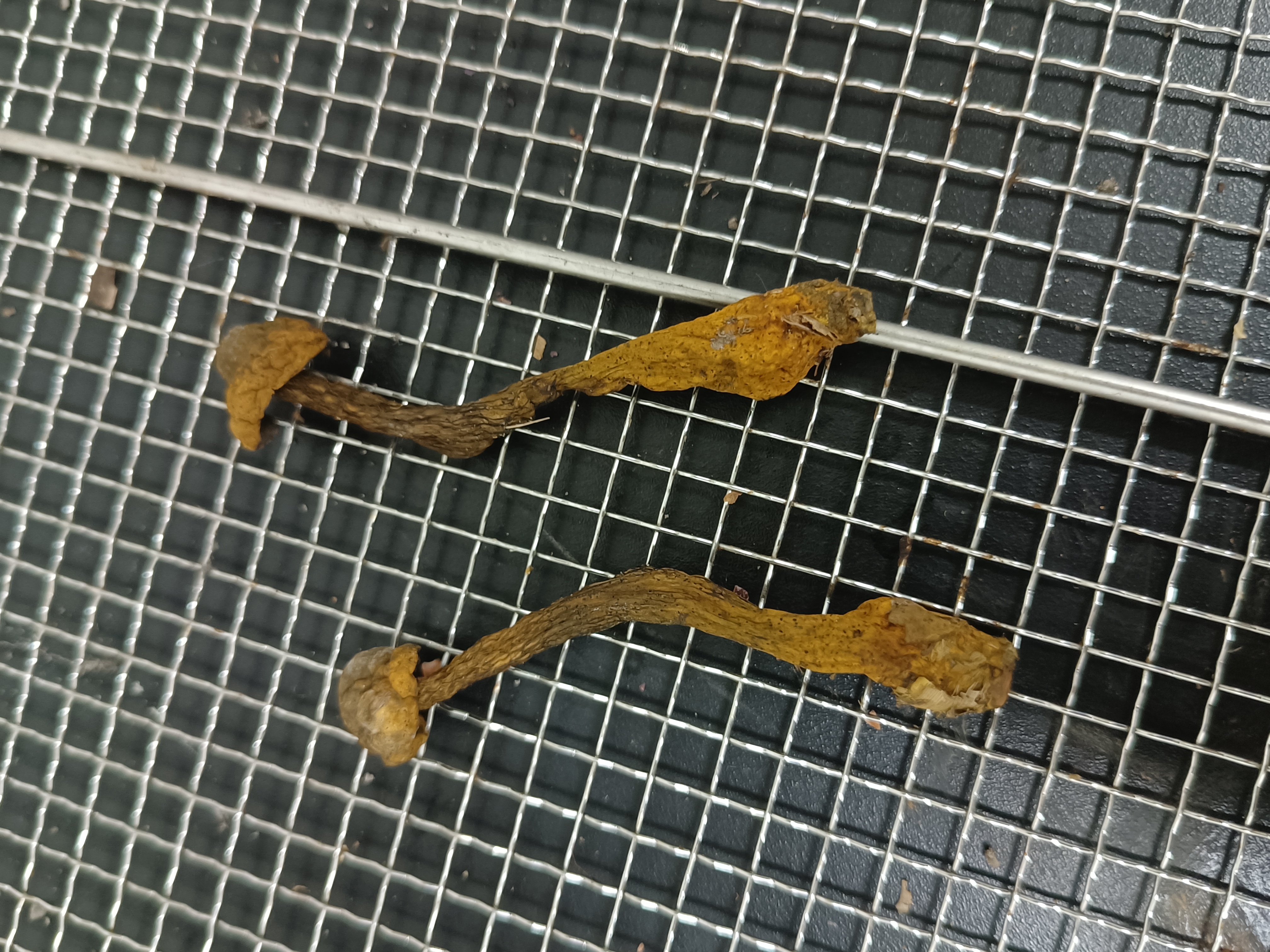 阔孢红孔牛肝菌近似种