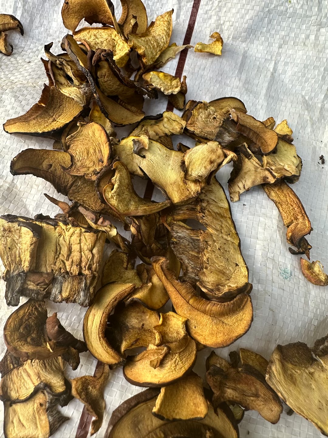 窄孢兰茂牛肝菌
