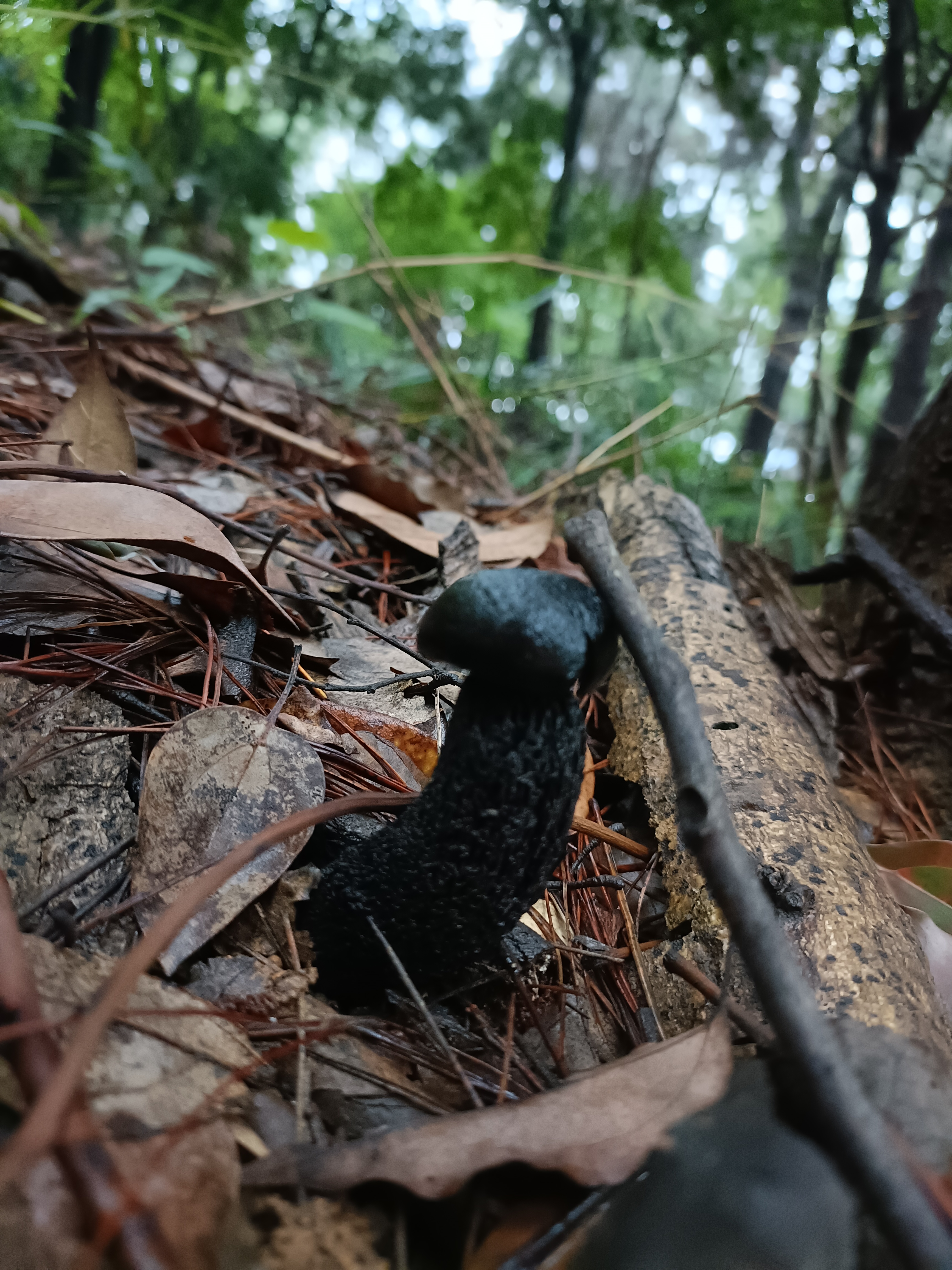 黑紫变黑牛肝菌
