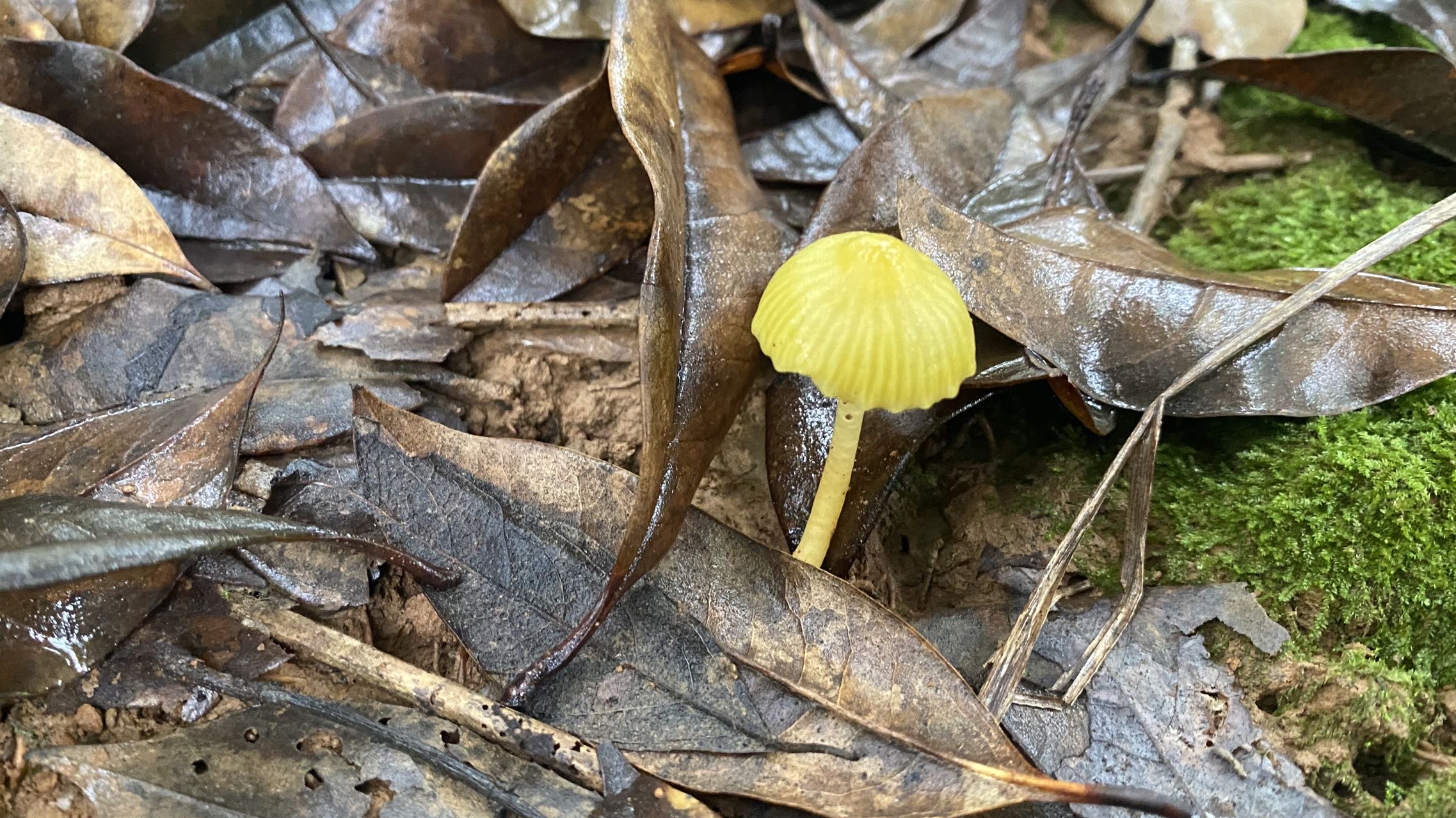 湿皮伞