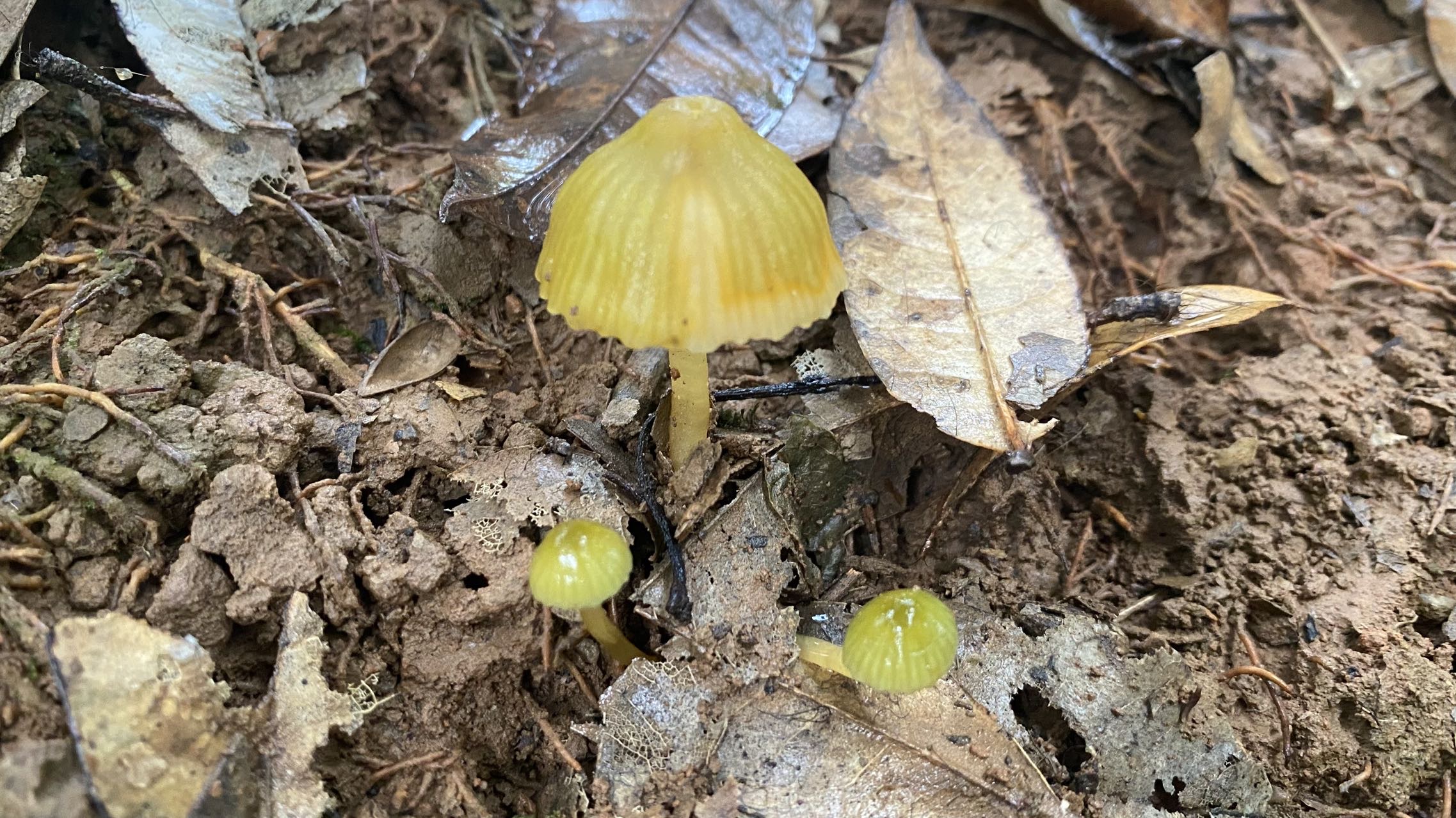 湿皮伞