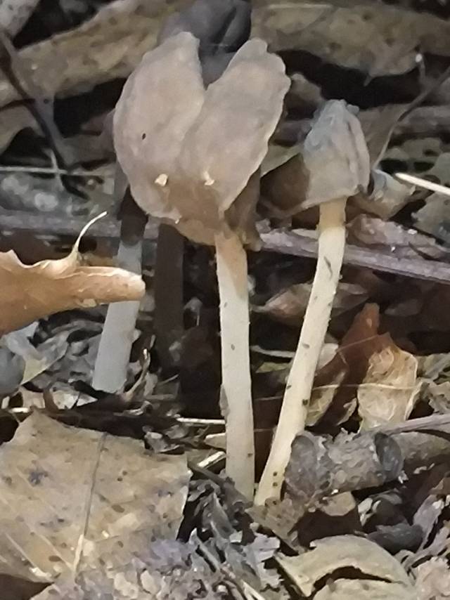 李逵马鞍菌