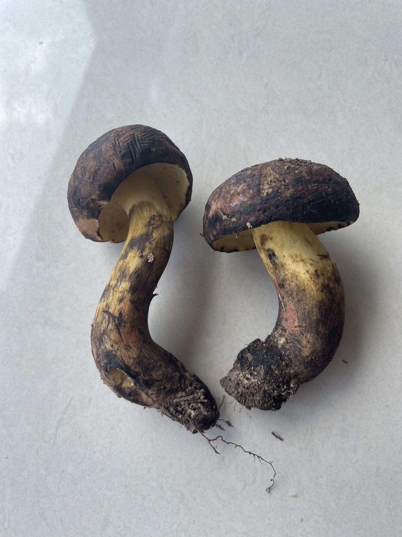海南黄肉牛肝菌