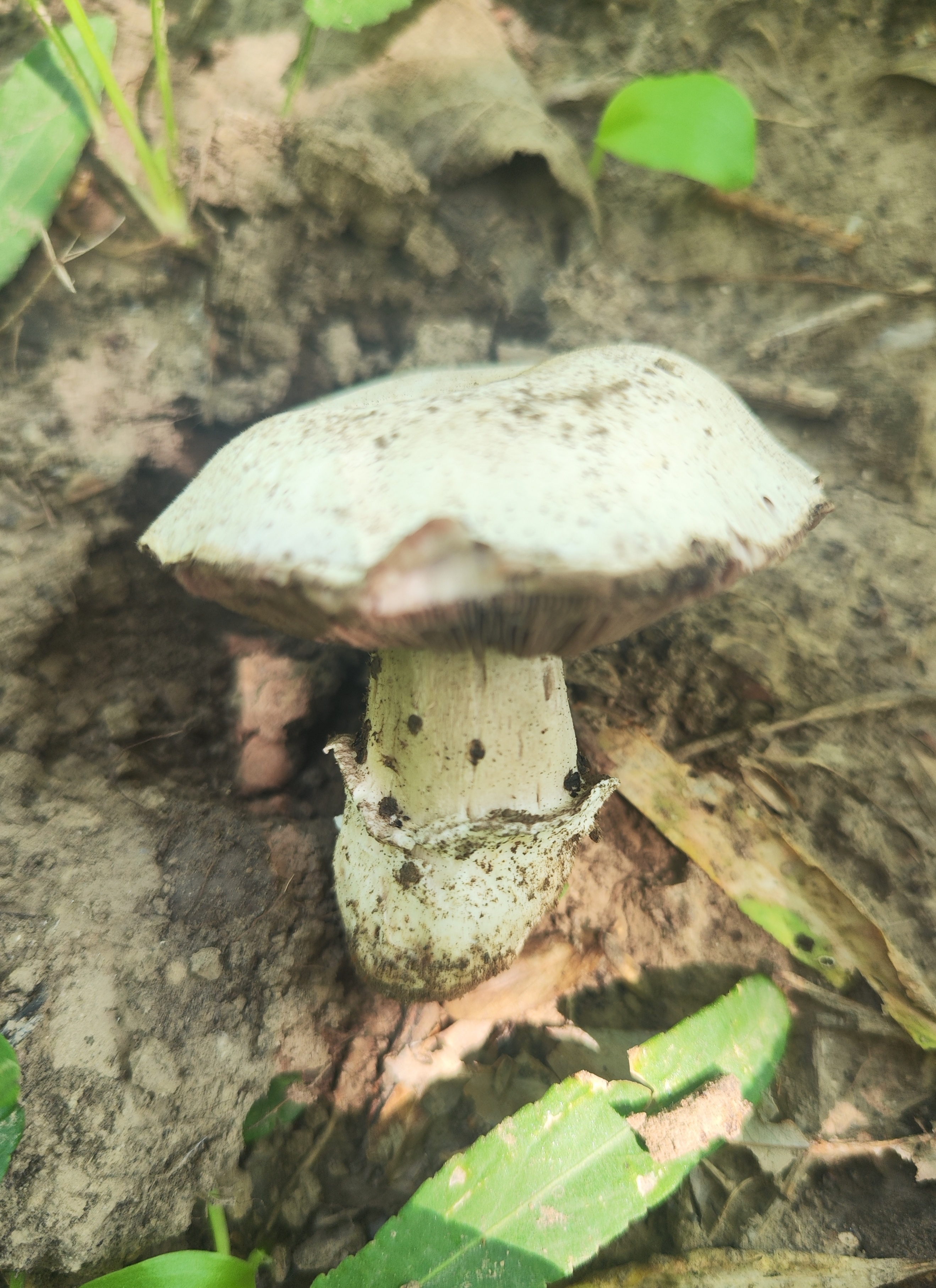 大肥蘑菇