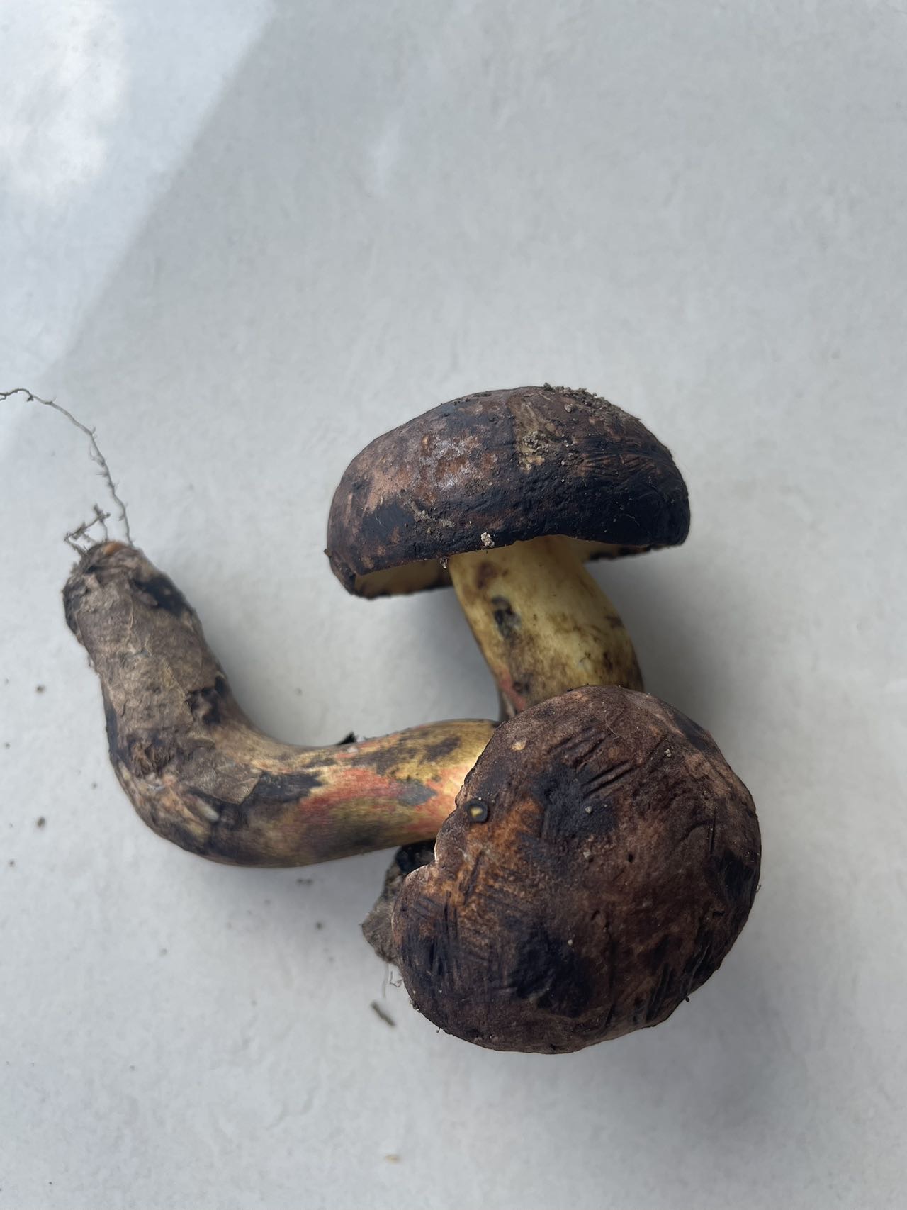 海南黄肉牛肝菌