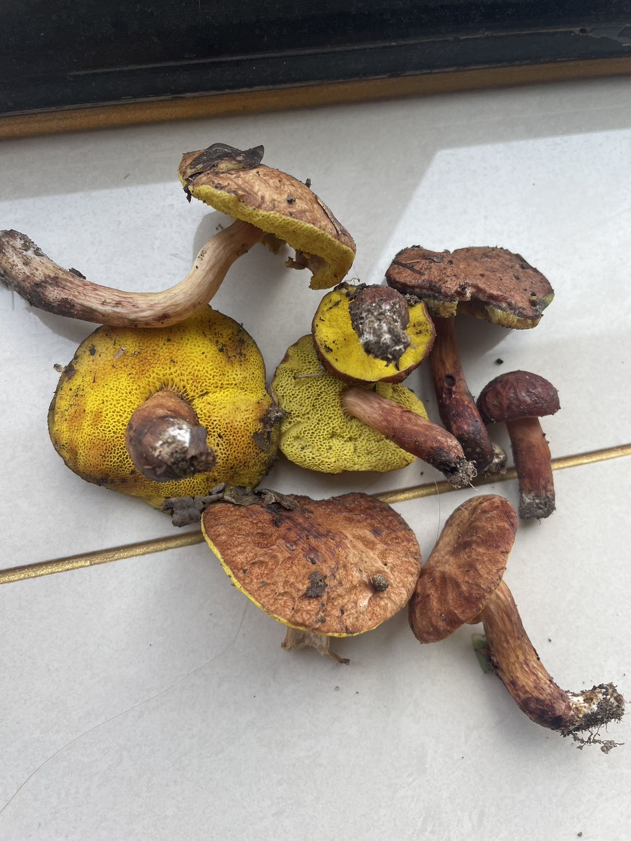 复孔金牛肝菌