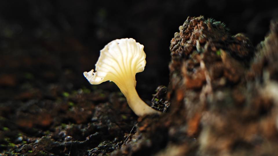 黄绿鸡油菌