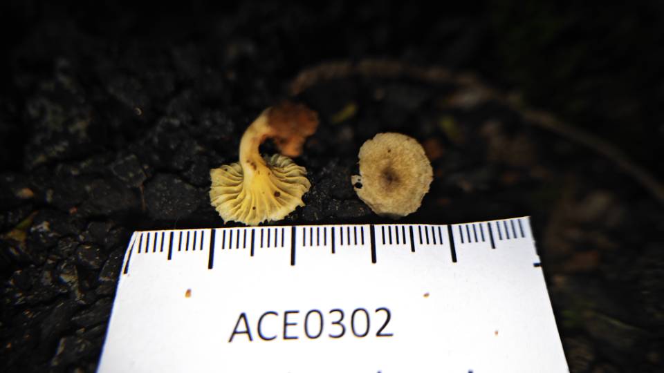 黄绿鸡油菌