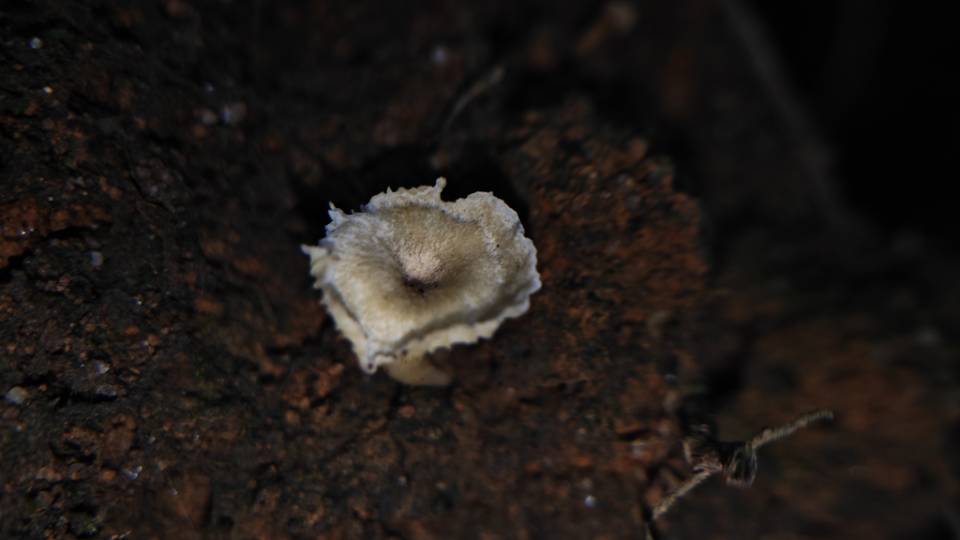 黄绿鸡油菌