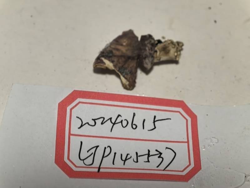 红菇亚属某种
