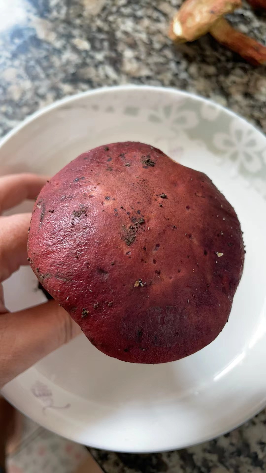 金牛肝菌一种