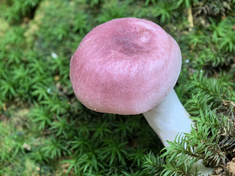 马关红菇