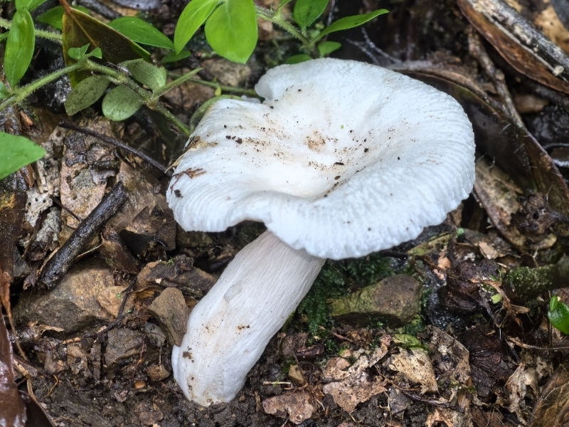 嫩白红菇