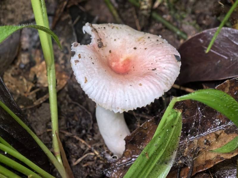 红菇亚属某种