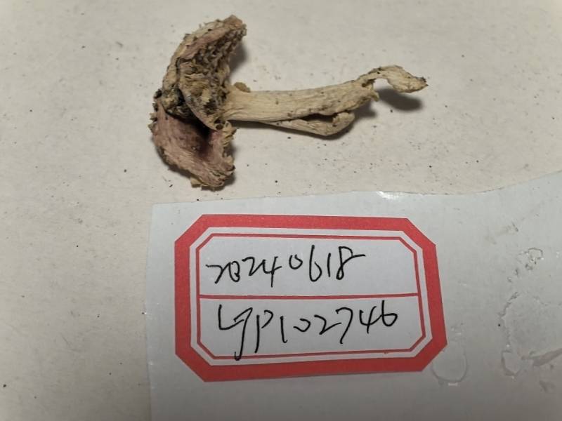 红菇亚属某种