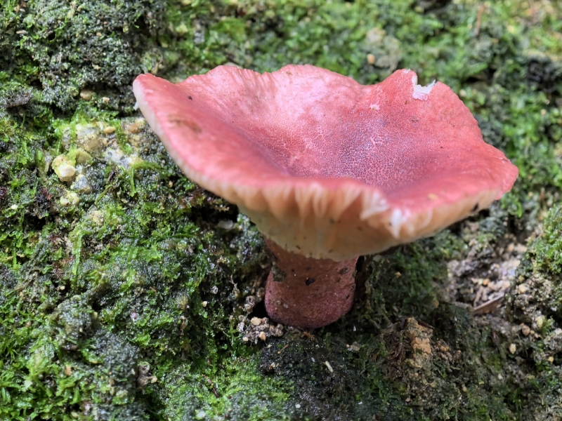 紫疣红菇