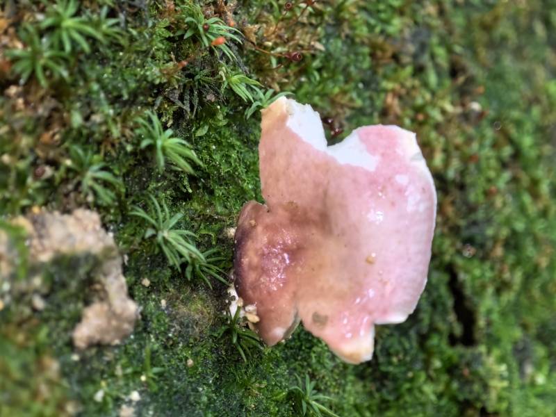 红菇亚属某种