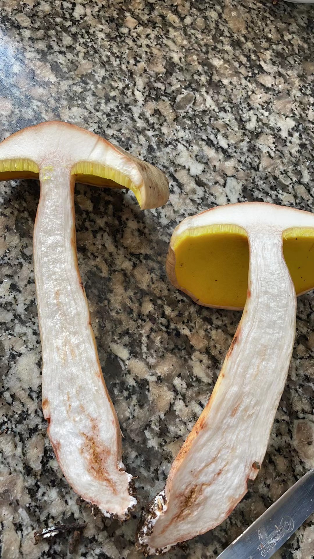 云南金牛肝菌