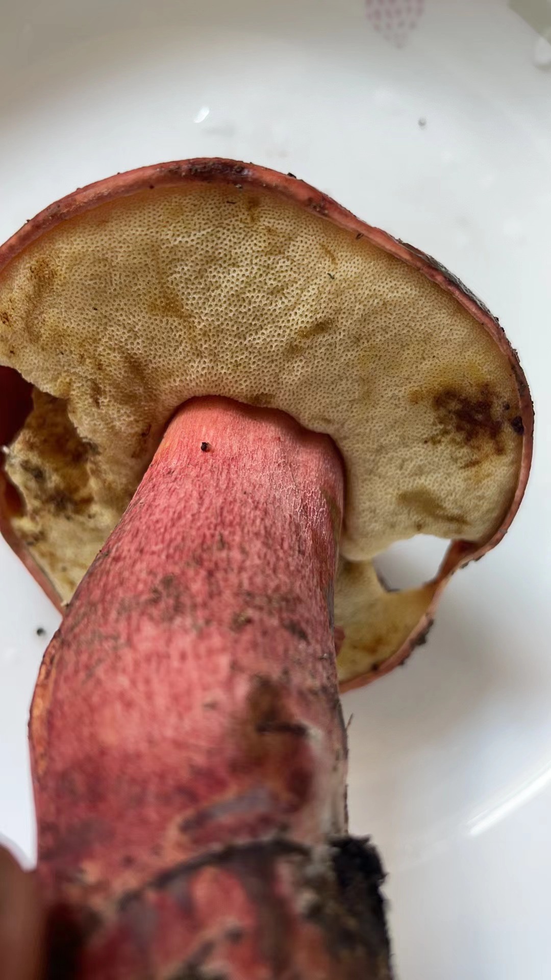 金牛肝菌一种