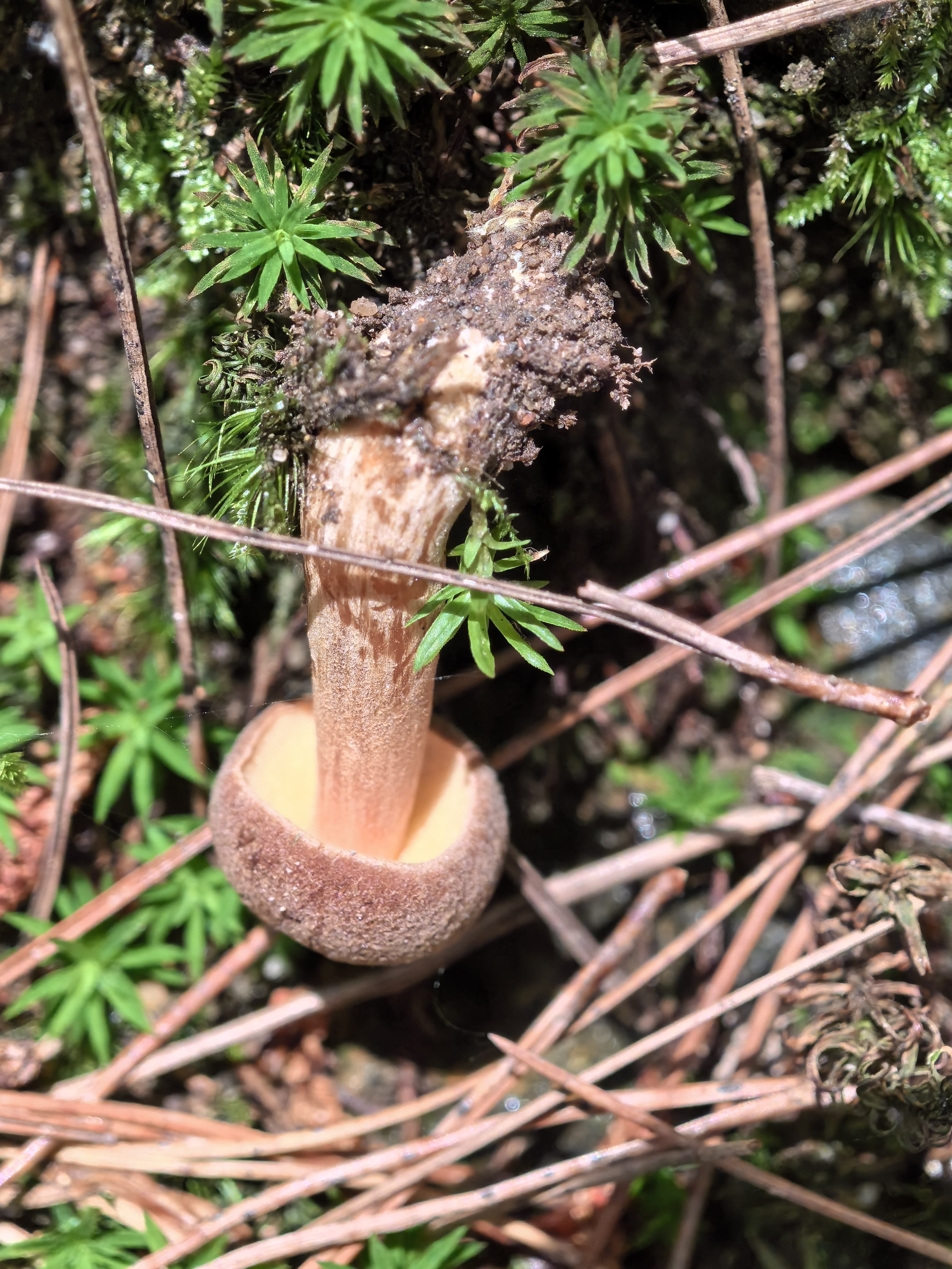 独生金牛肝菌（暂定）