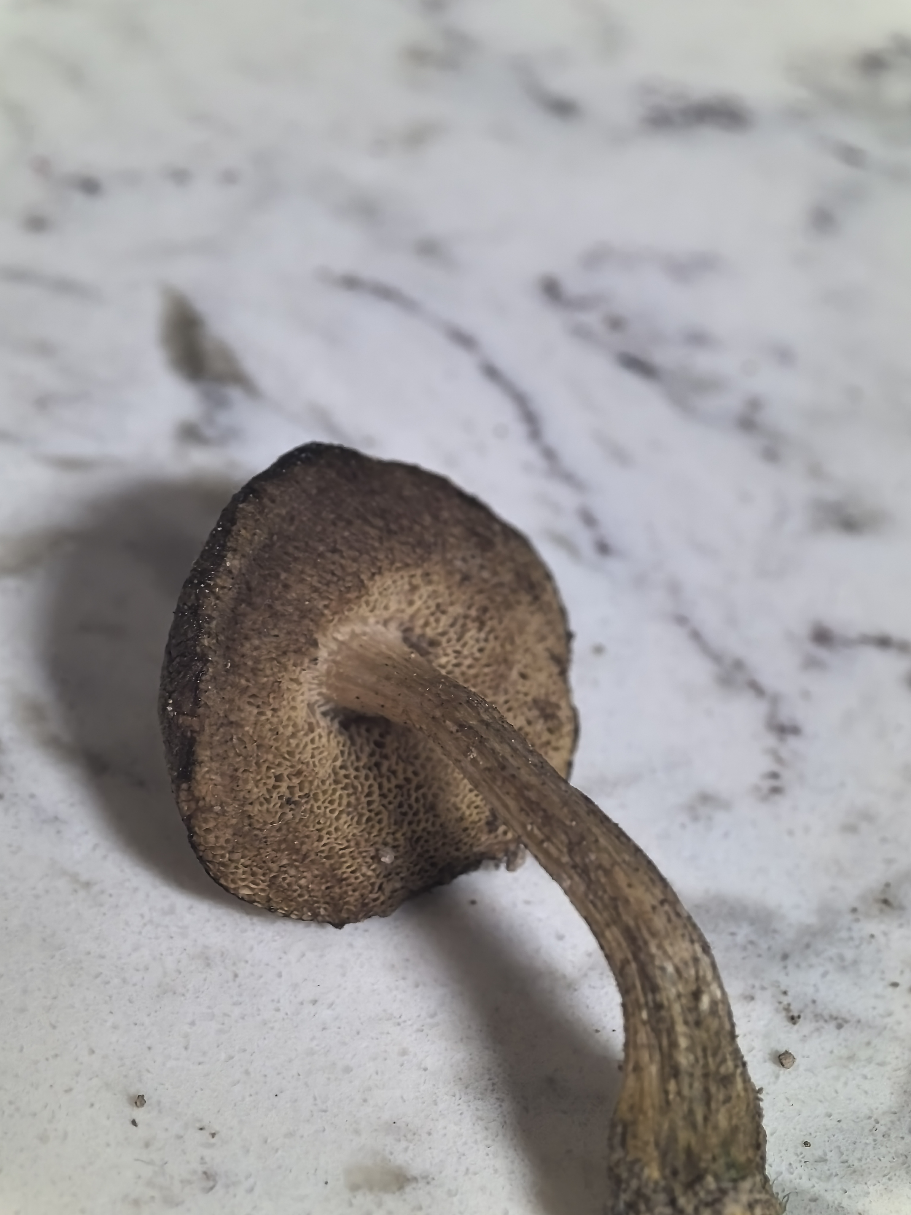 疣柄牛肝菌属一种
