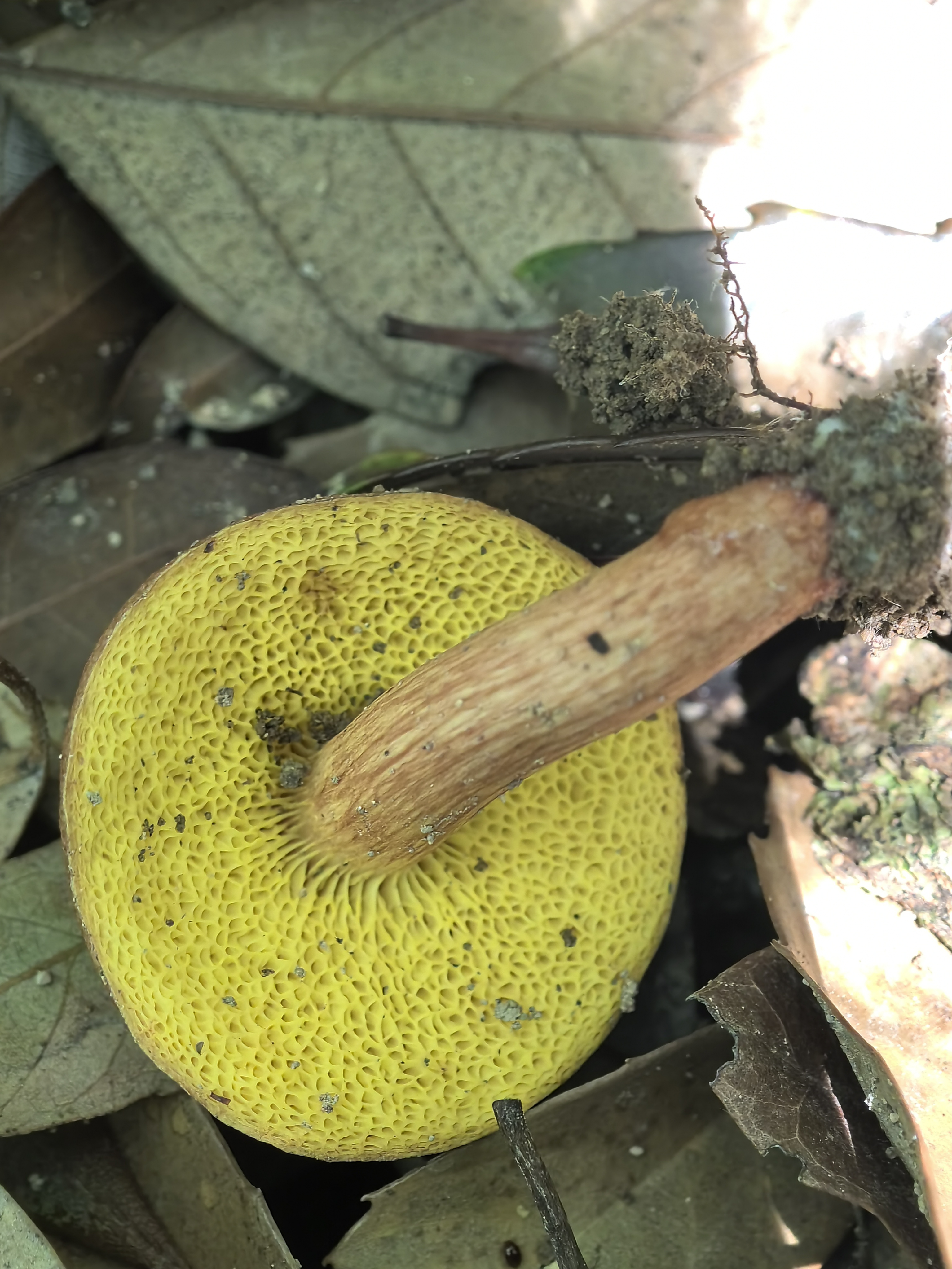 复孔金牛肝菌
