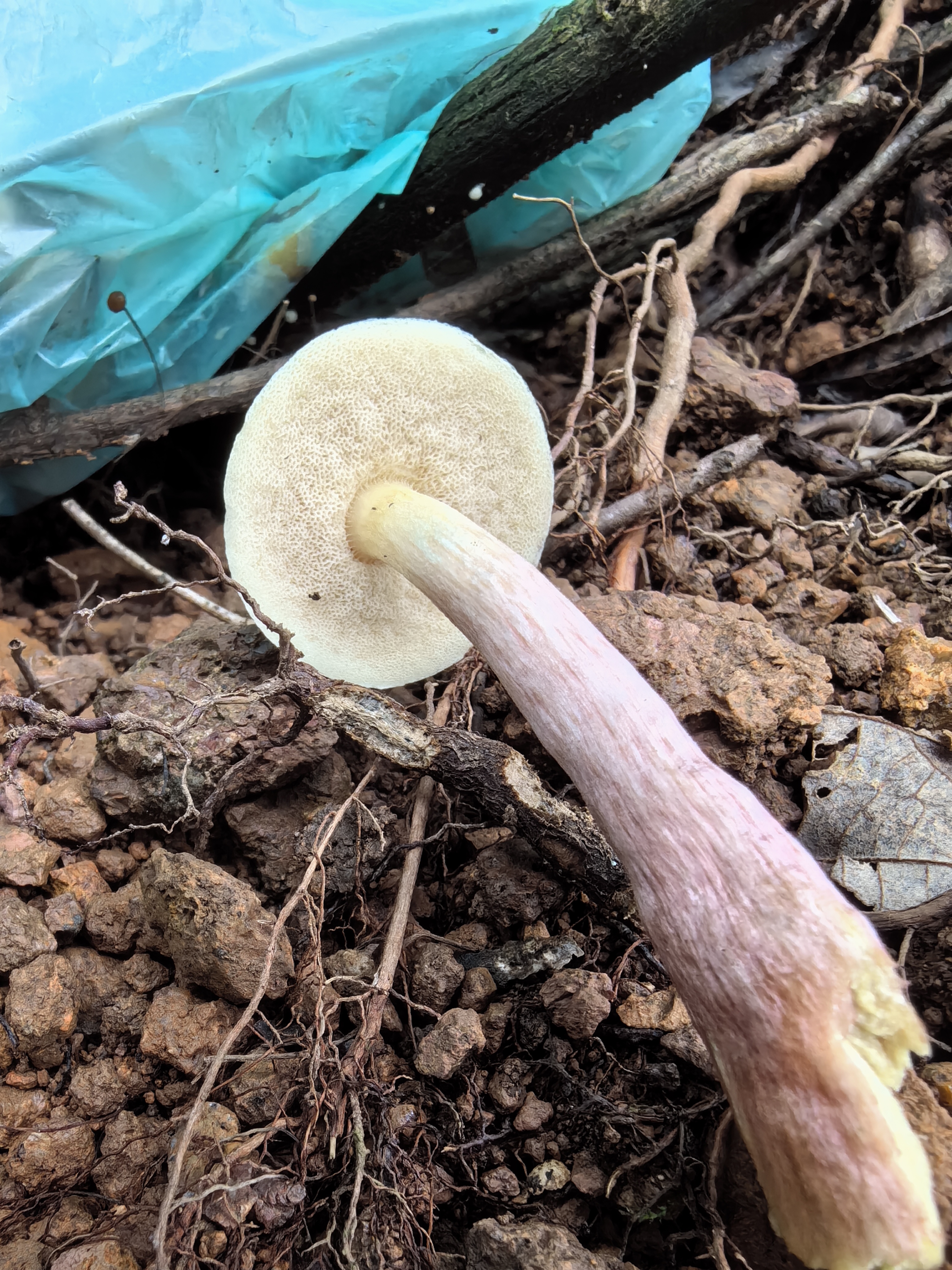 江西层牛肝菌