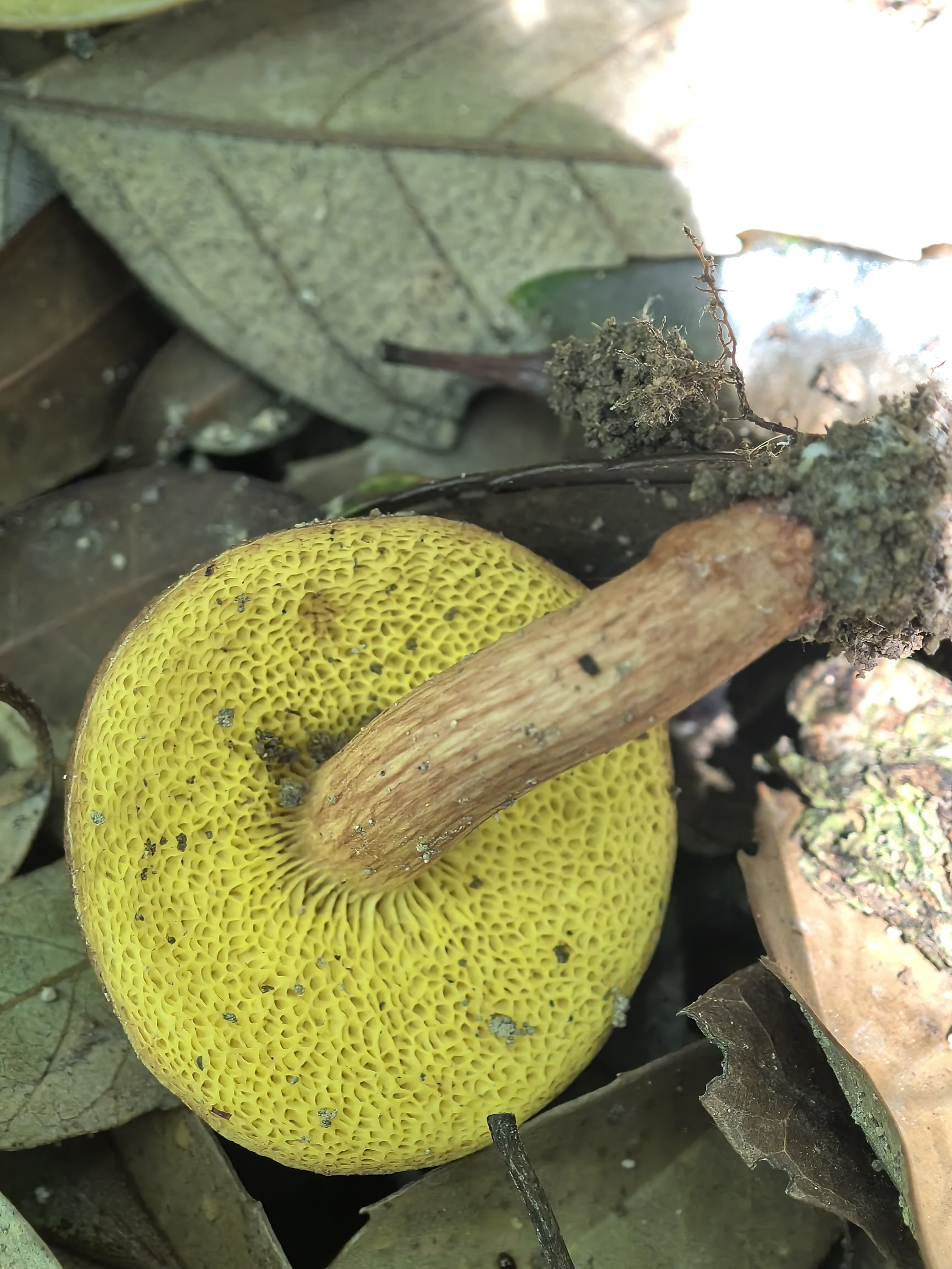 复孔金牛肝菌