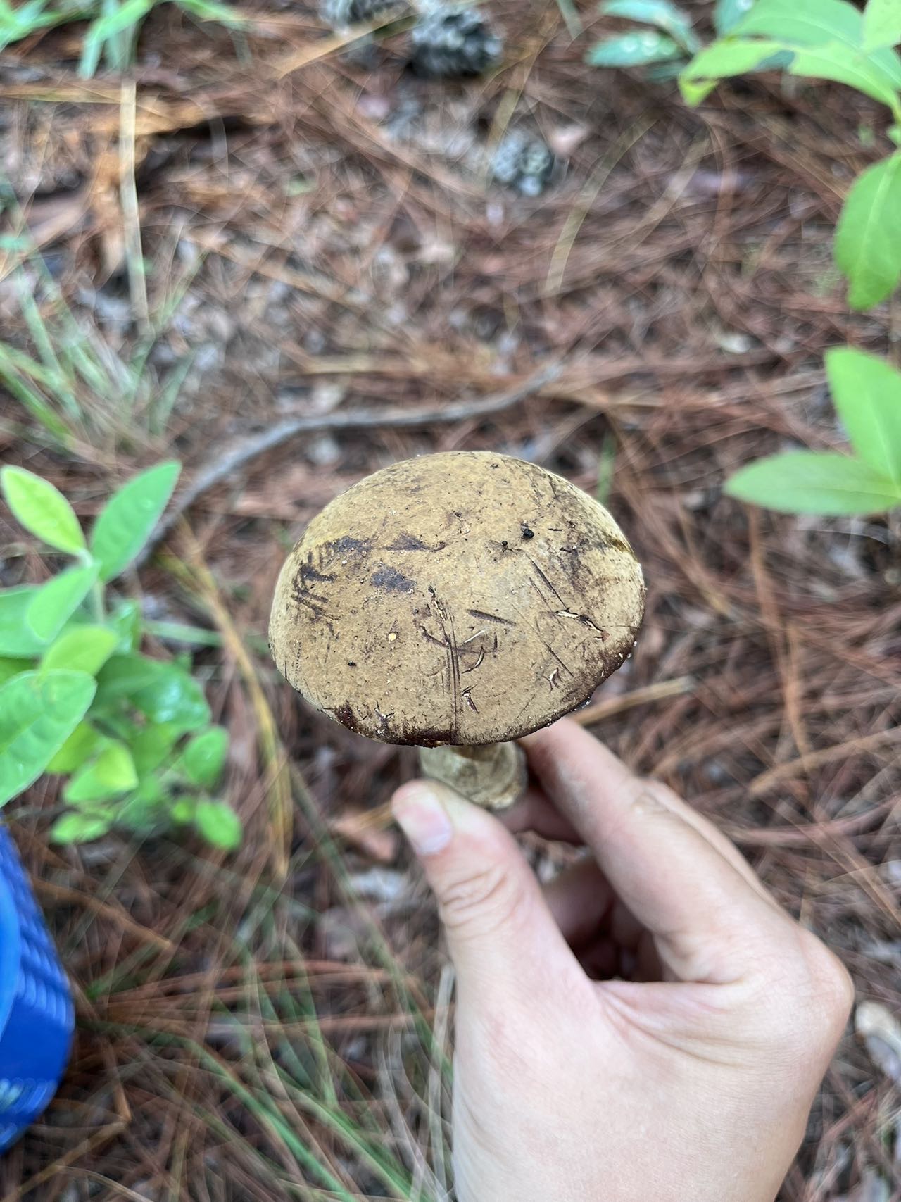 黄肉牛肝菌属一种（中文名暂无）和云南美柄牛肝菌