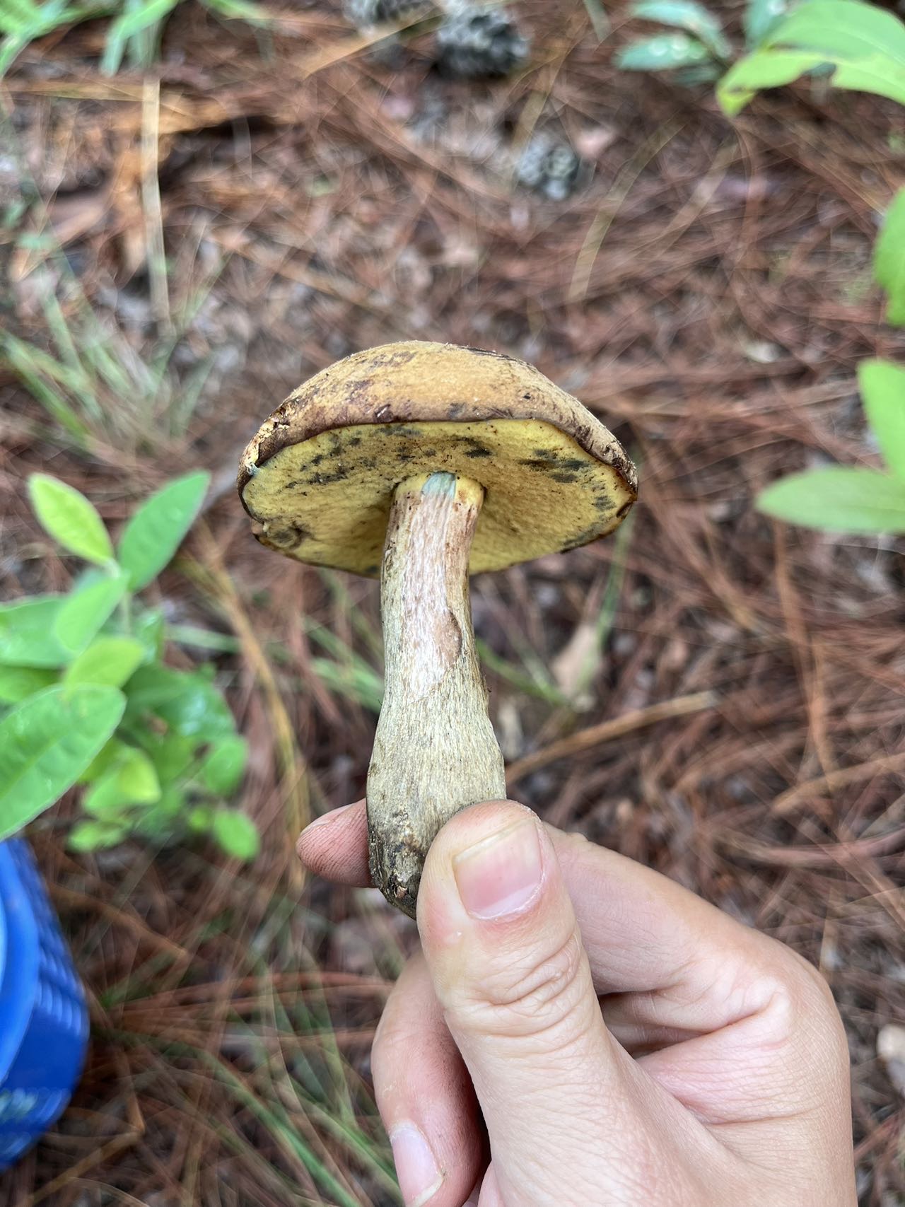黄肉牛肝菌属一种（中文名暂无）和云南美柄牛肝菌