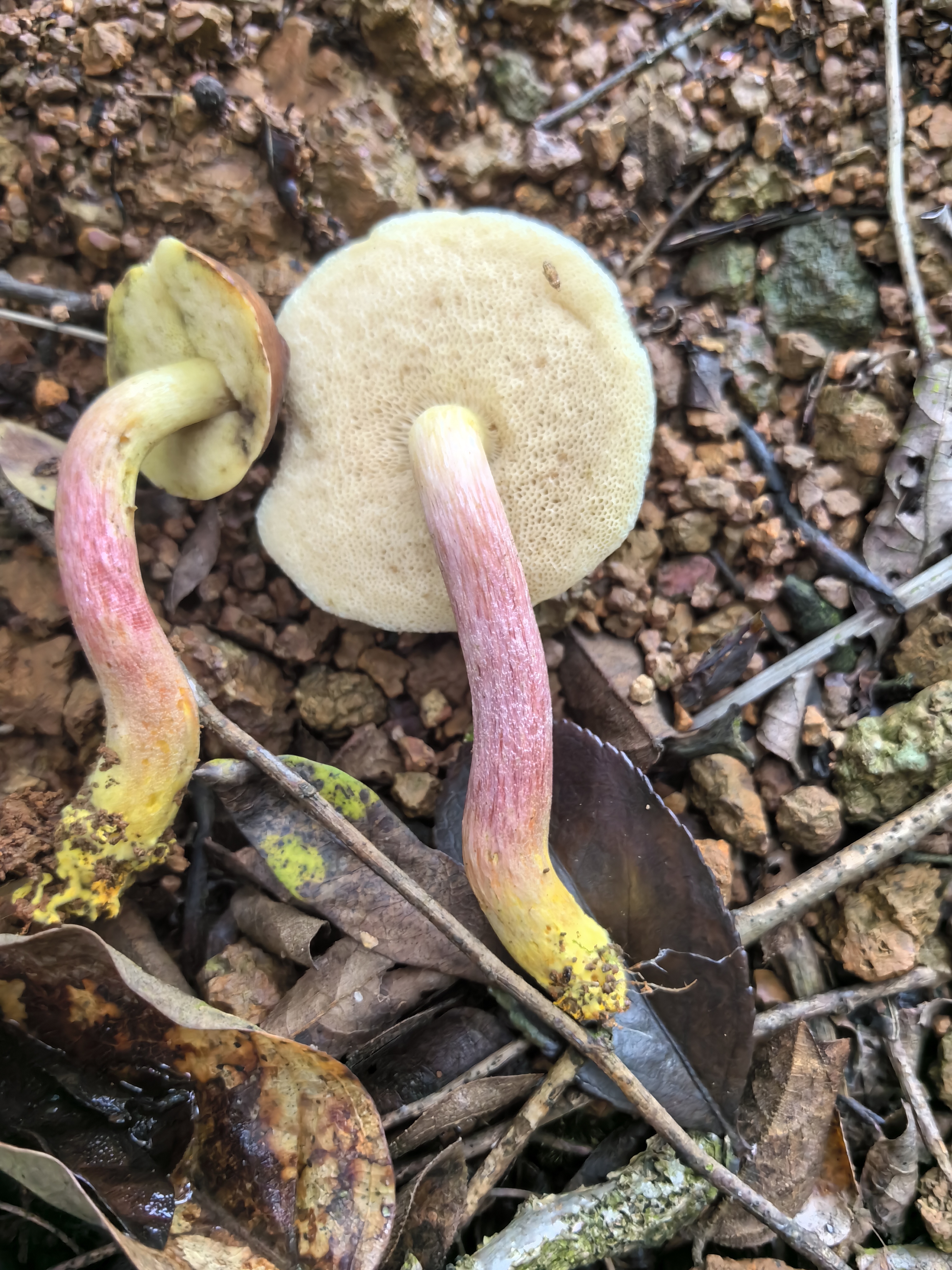 江西层牛肝菌