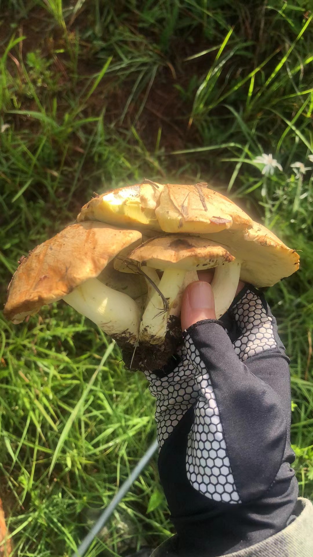 黄肉牛肝菌属一种（中文名暂无）和云南美柄牛肝菌